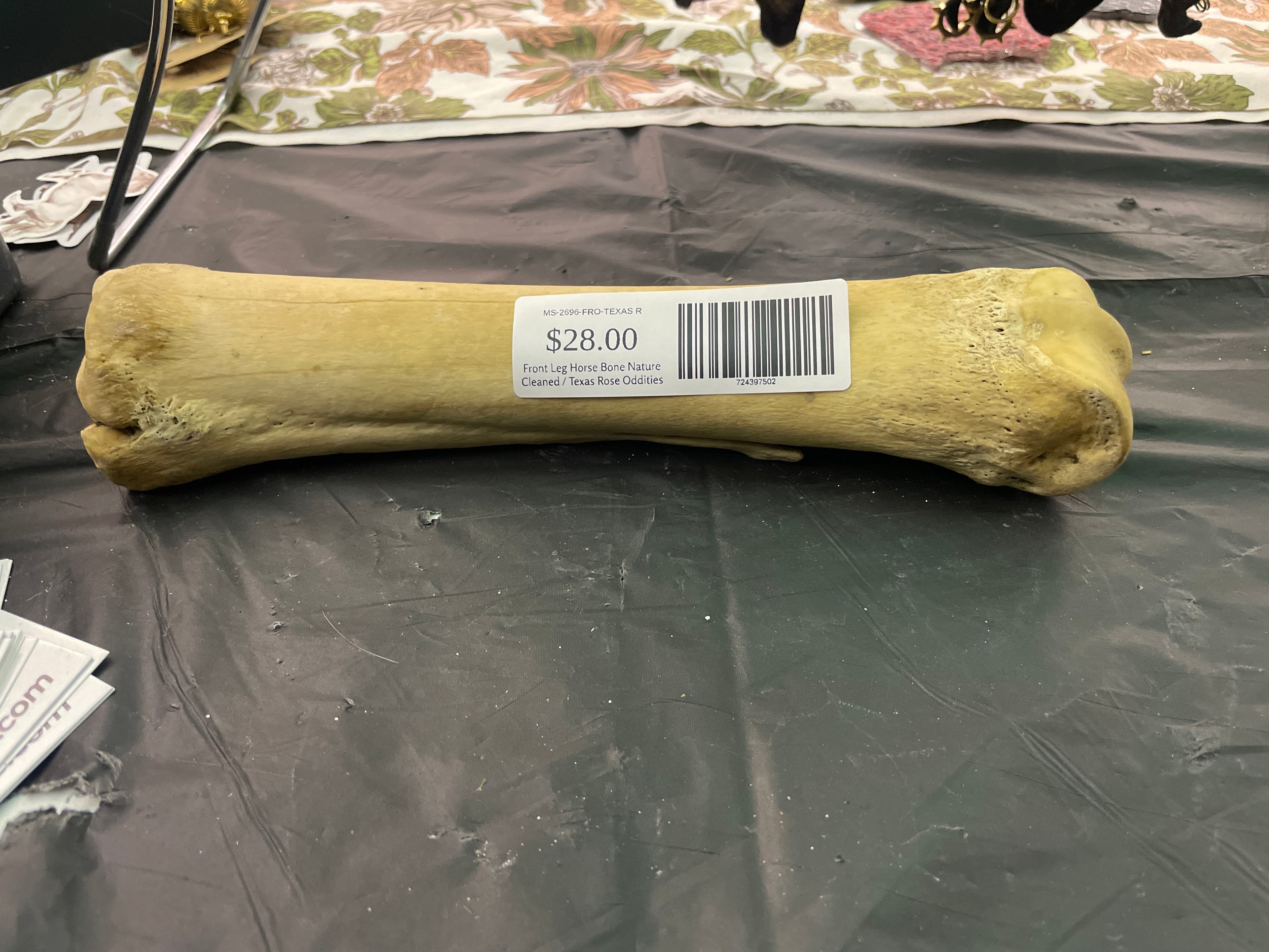 Front Leg Horse Bone Nature Cleaned