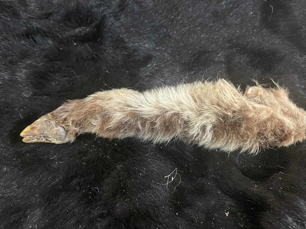 Mummified Red/black Lamb Leg