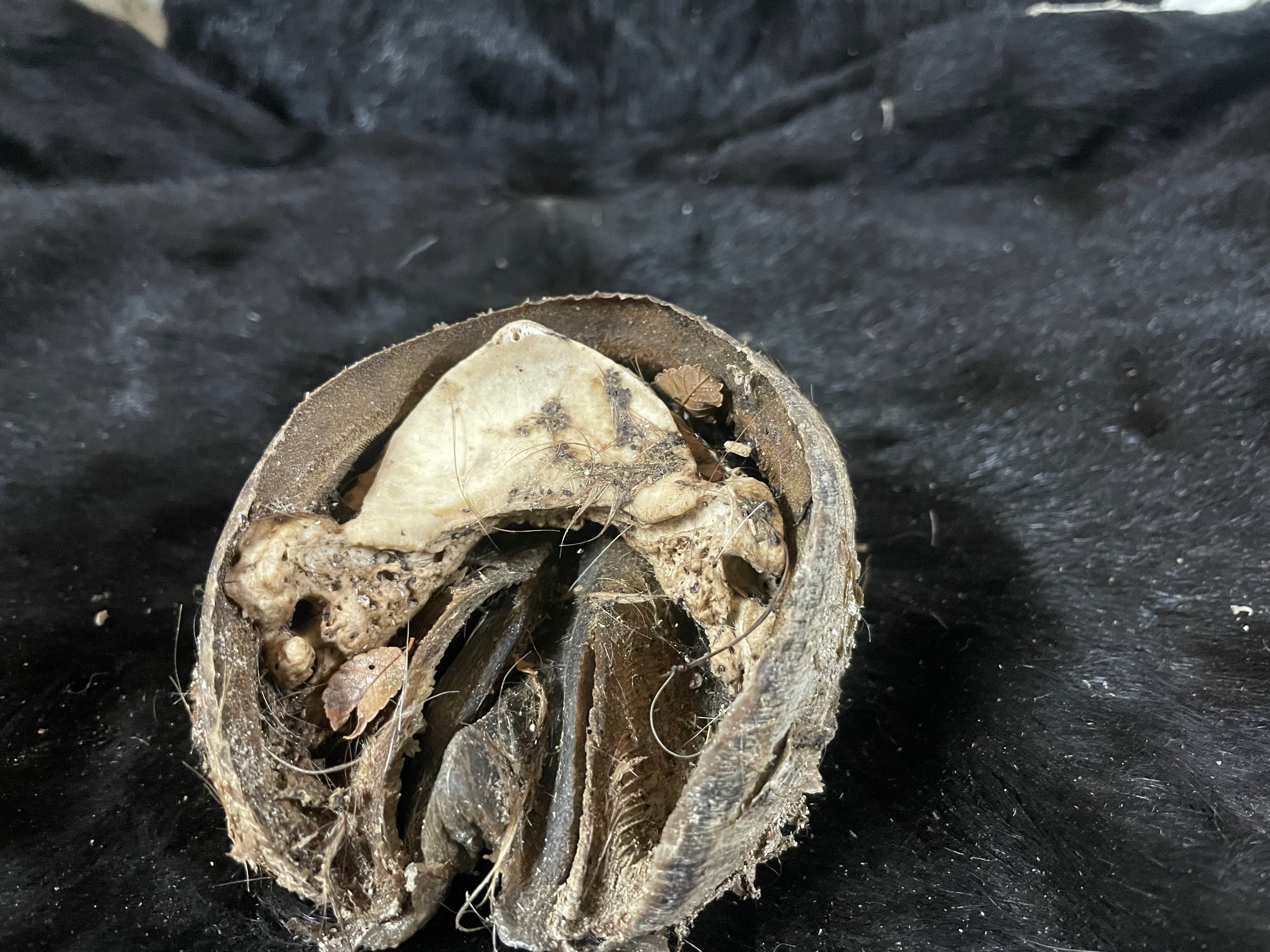 Horse Hoof Mustang 3