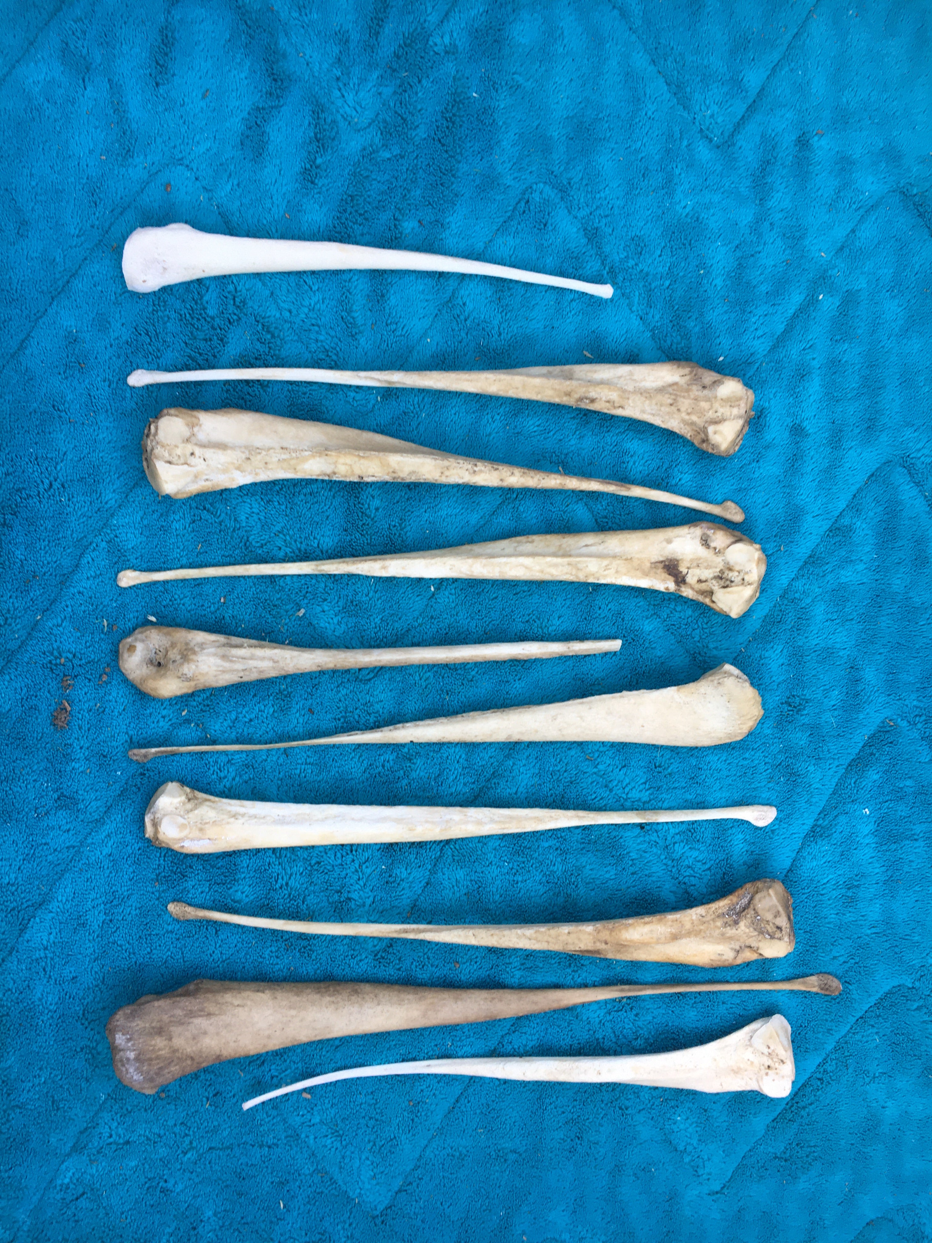 Rare*****Foal Bones Lot