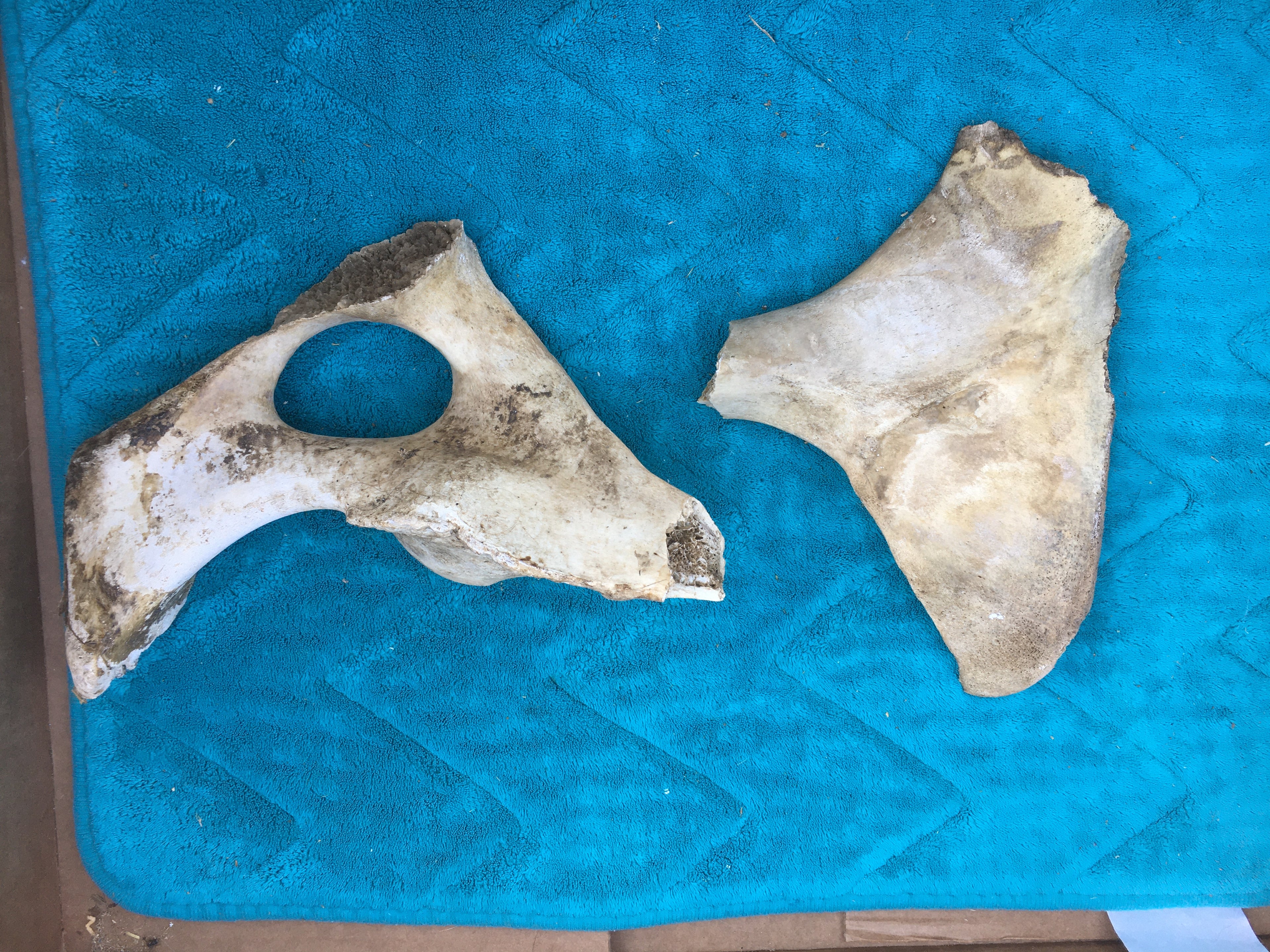 Rare****Foal Hip Bones