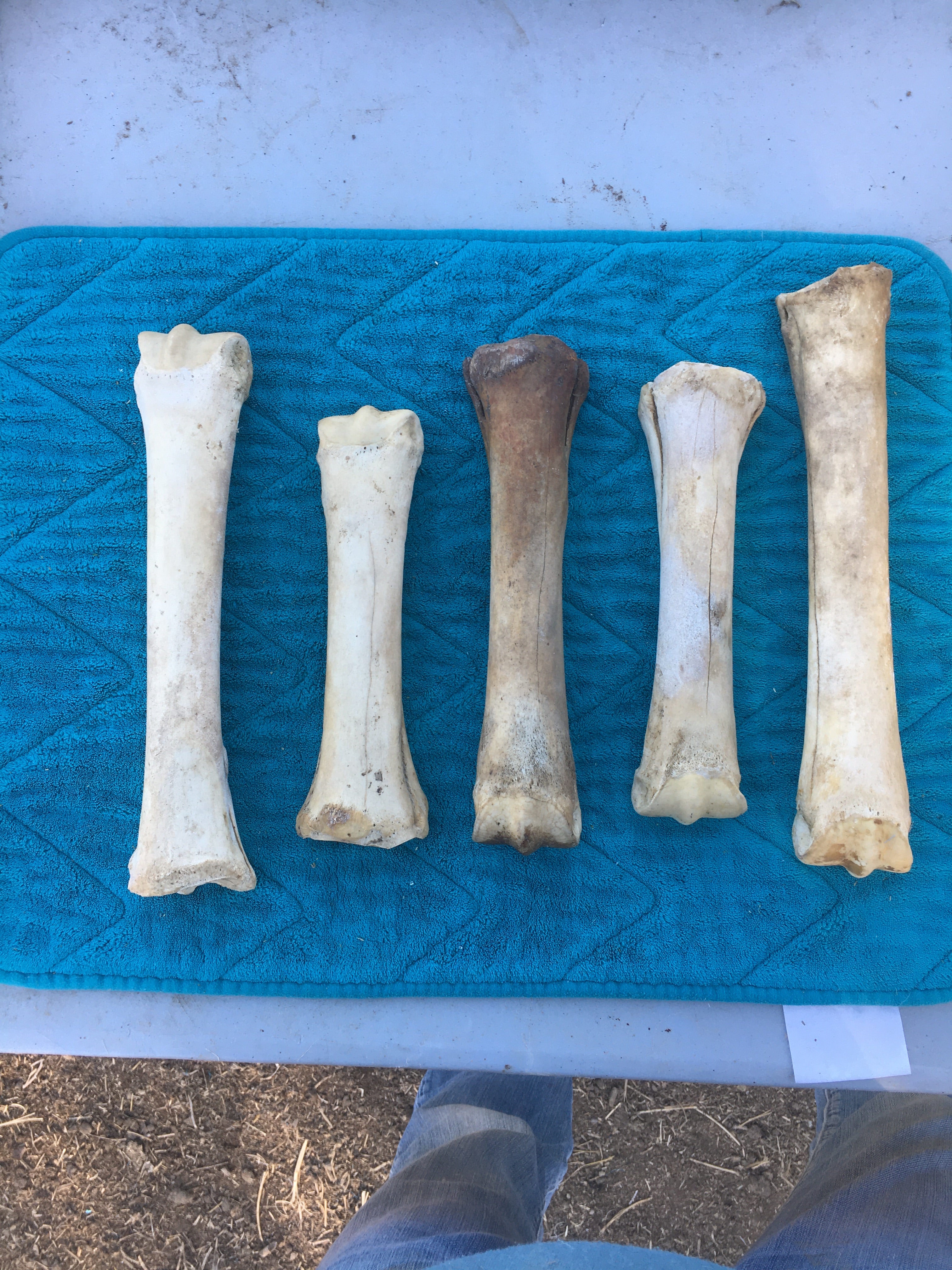 Rare****Foal Leg Bone Lot