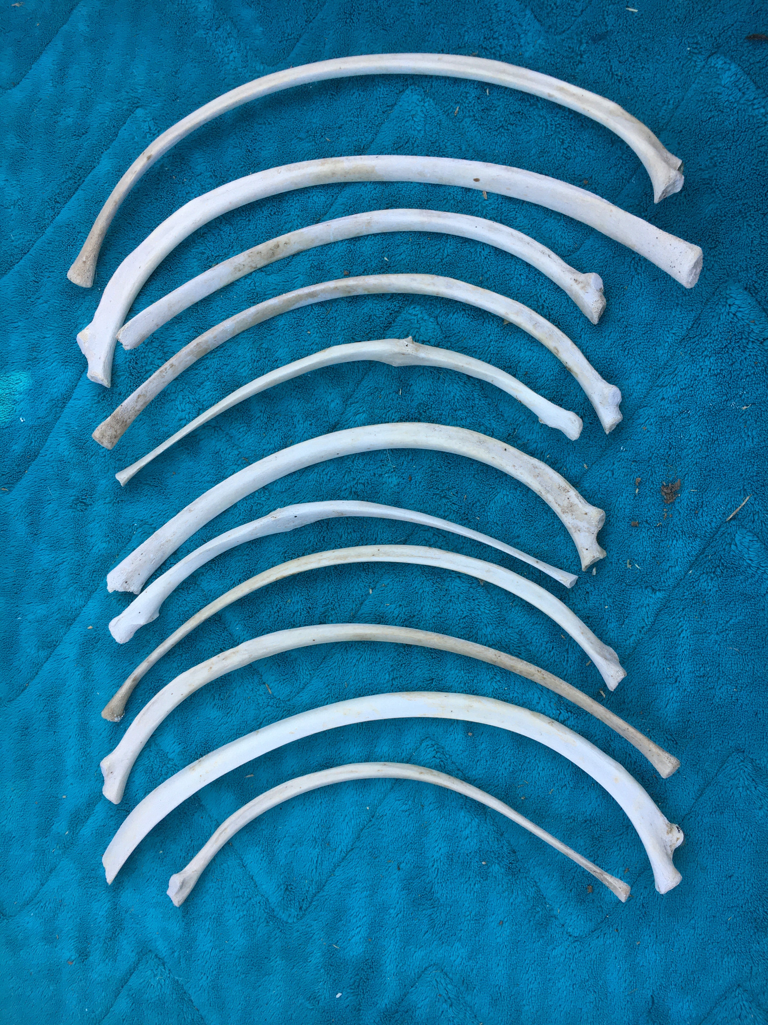 Rare****Foal Rib Bones Lot