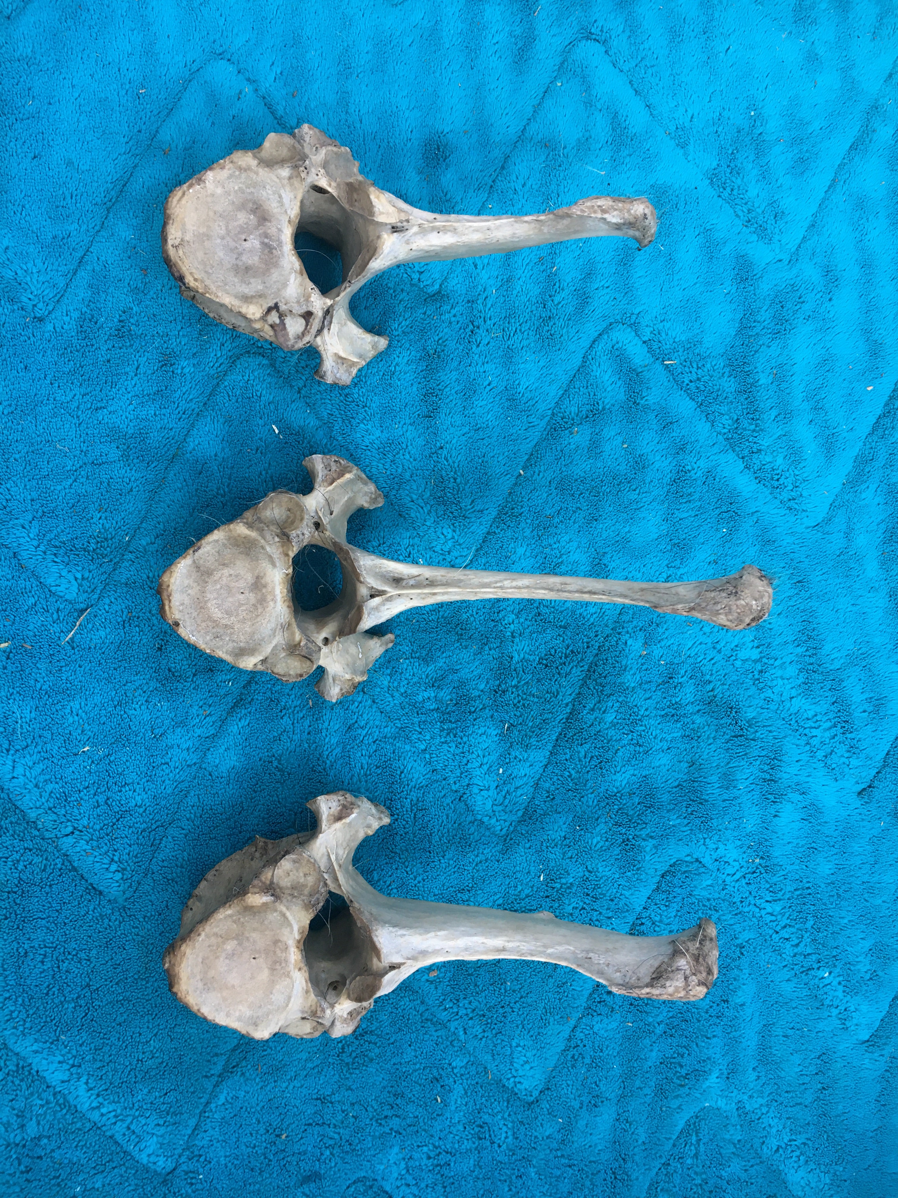Rare*****Foal Vertebrae Lot