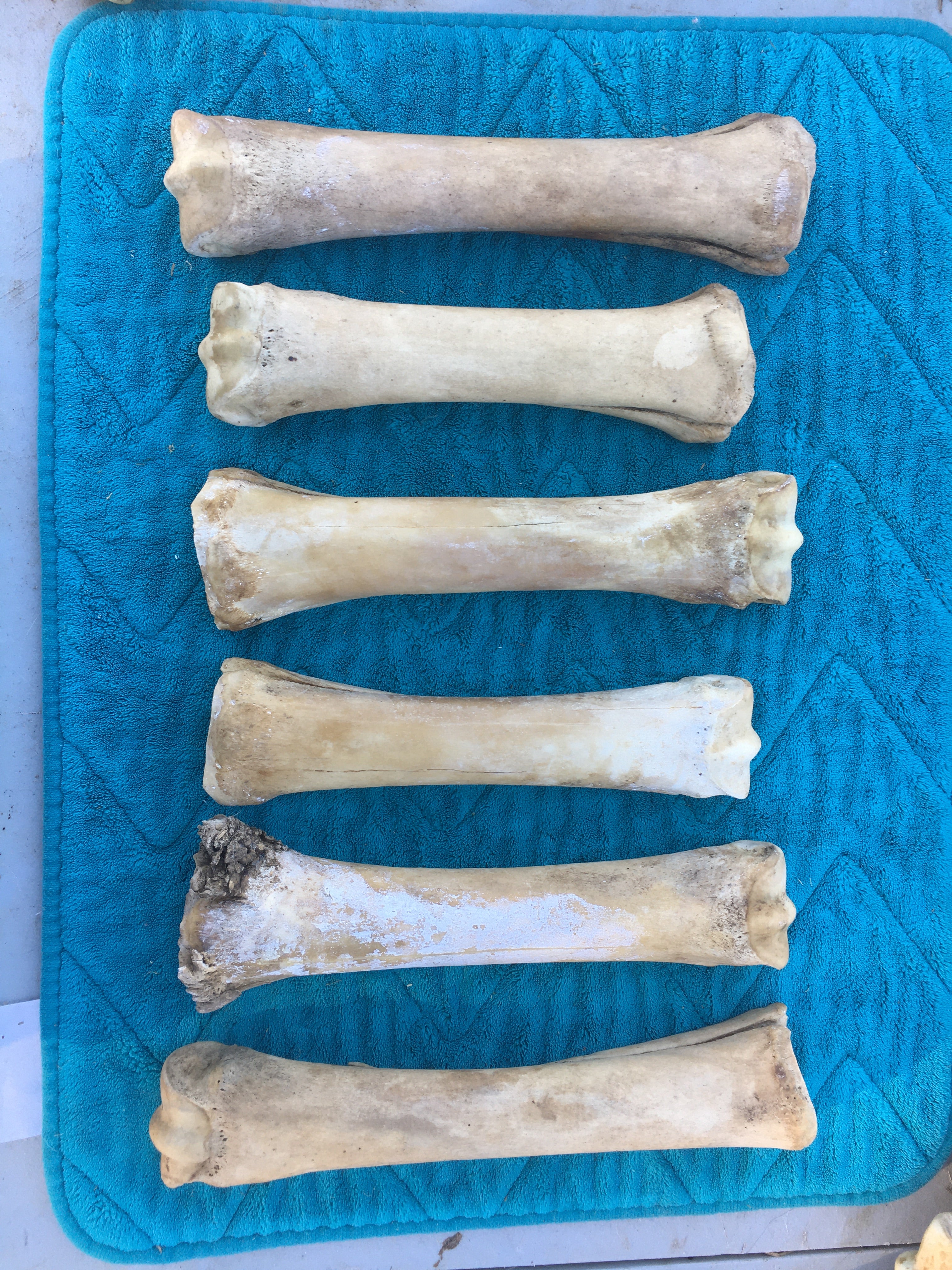 Horse Leg Bones Lot