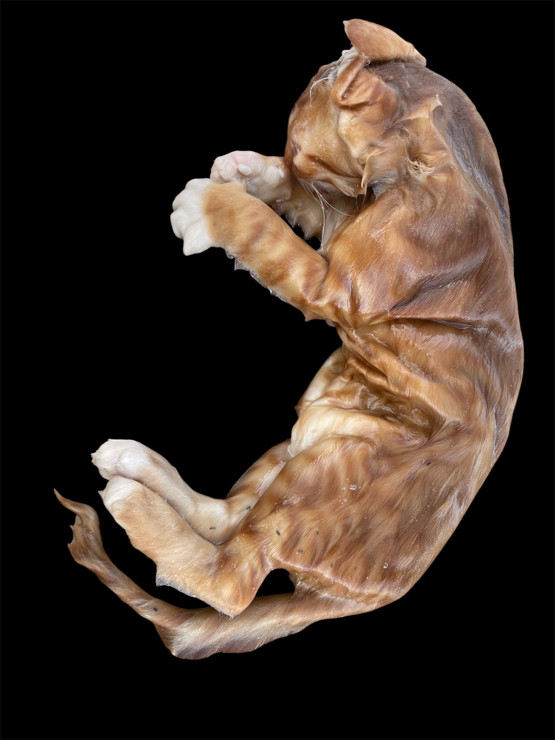 Adult Cat Wet Specimen
