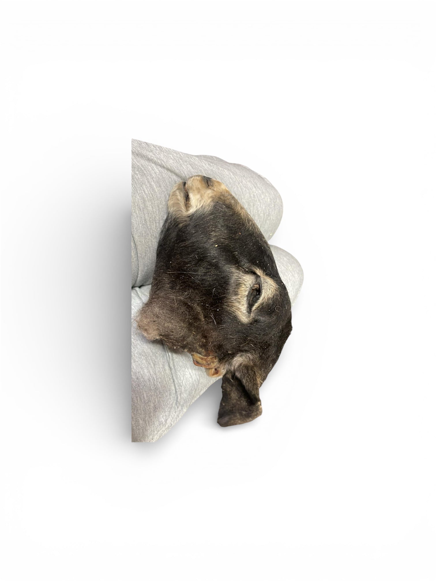 Xl mummified Sheep head