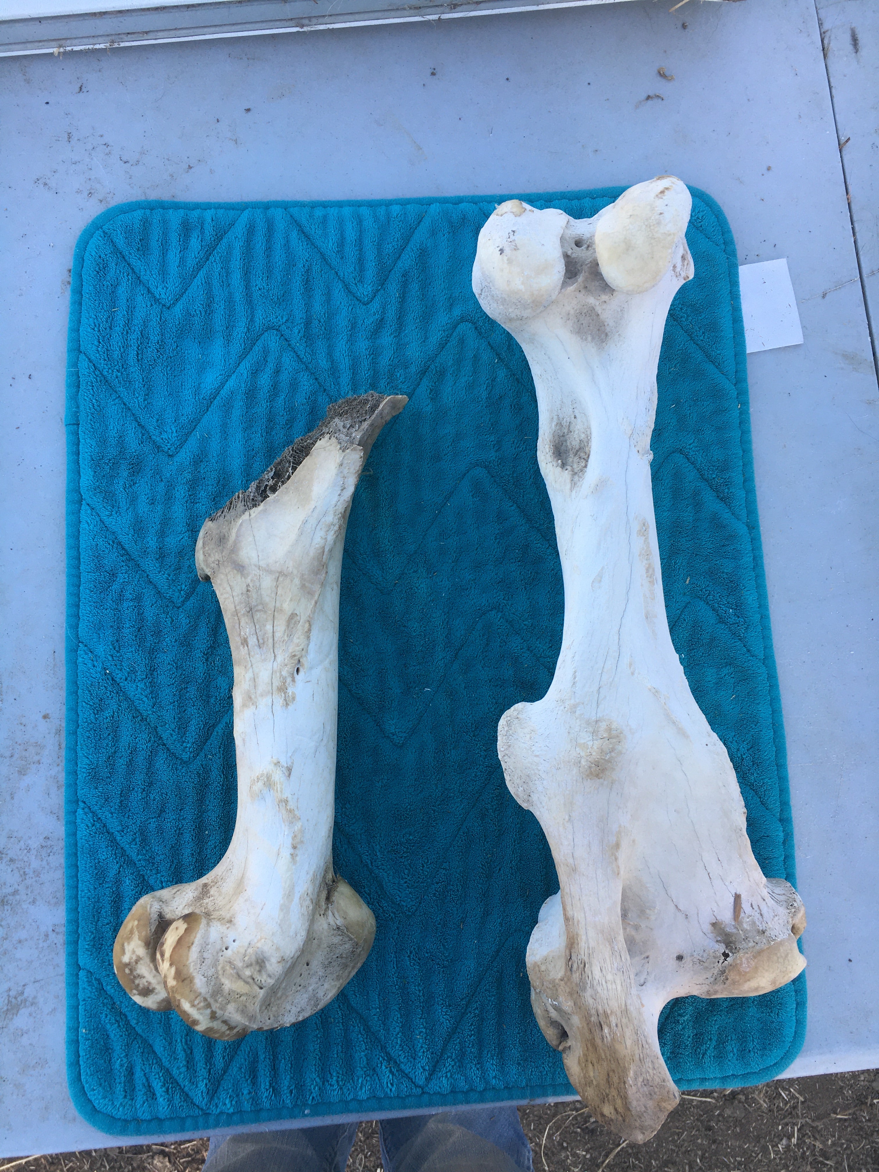Miscellaneous Bone Lot