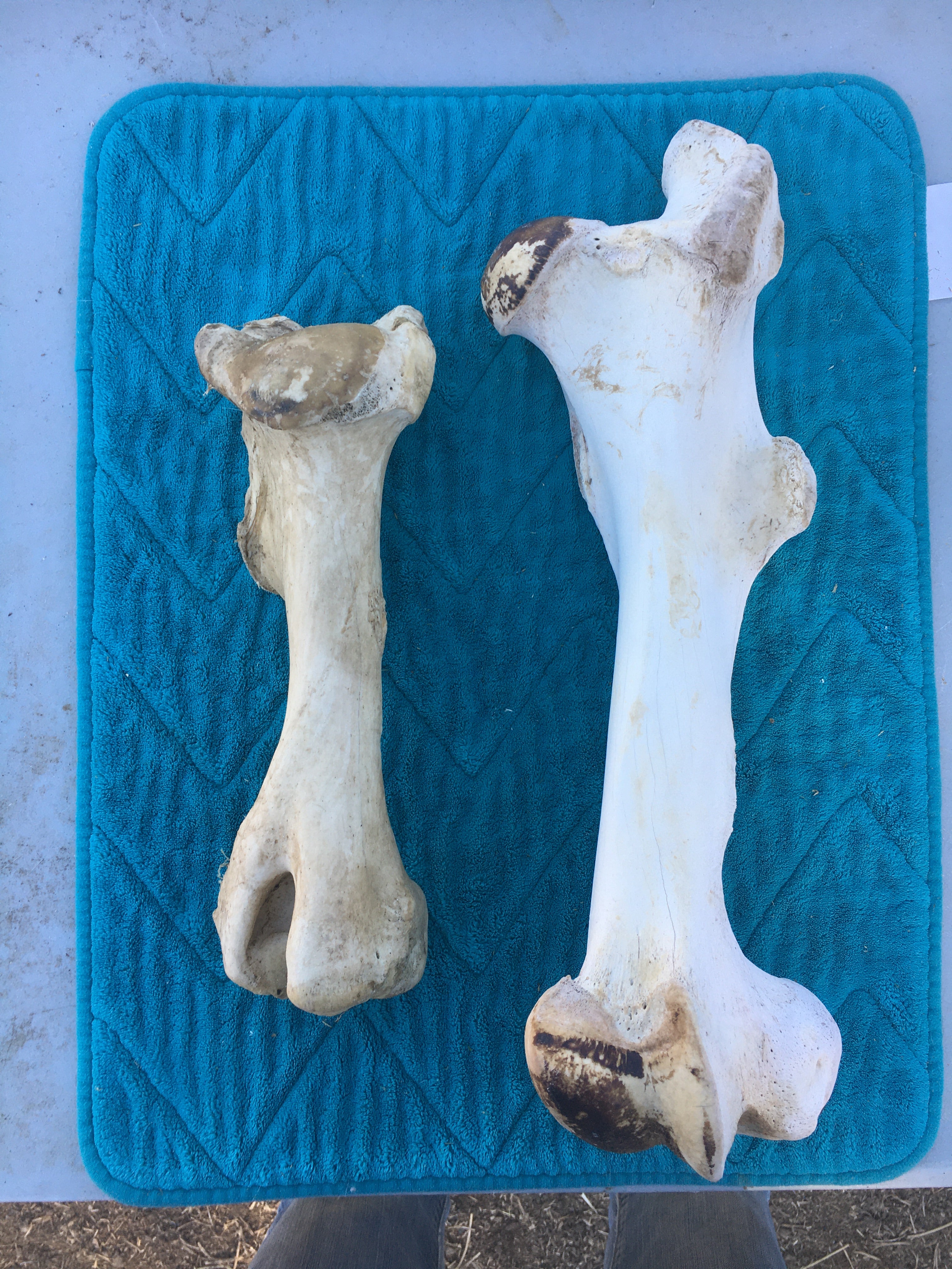 Miscellaneous Bone Lot