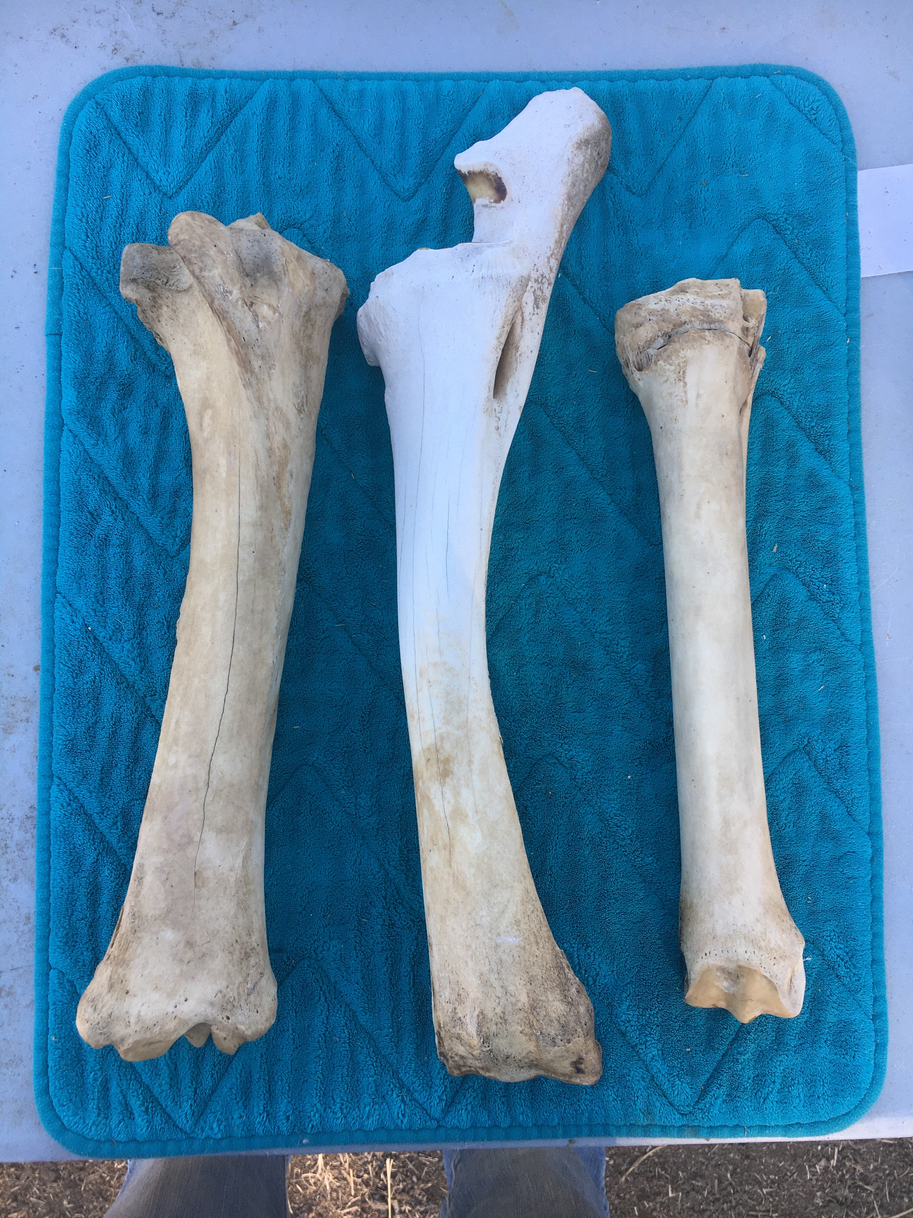Miscellaneous Bone Lot