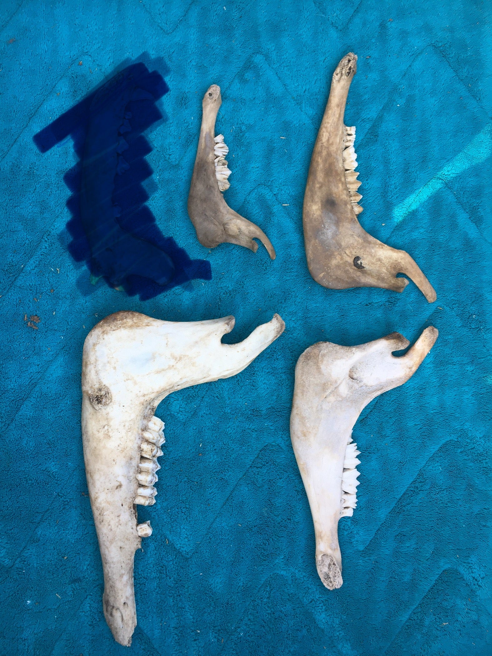 Jaw Bone Lot