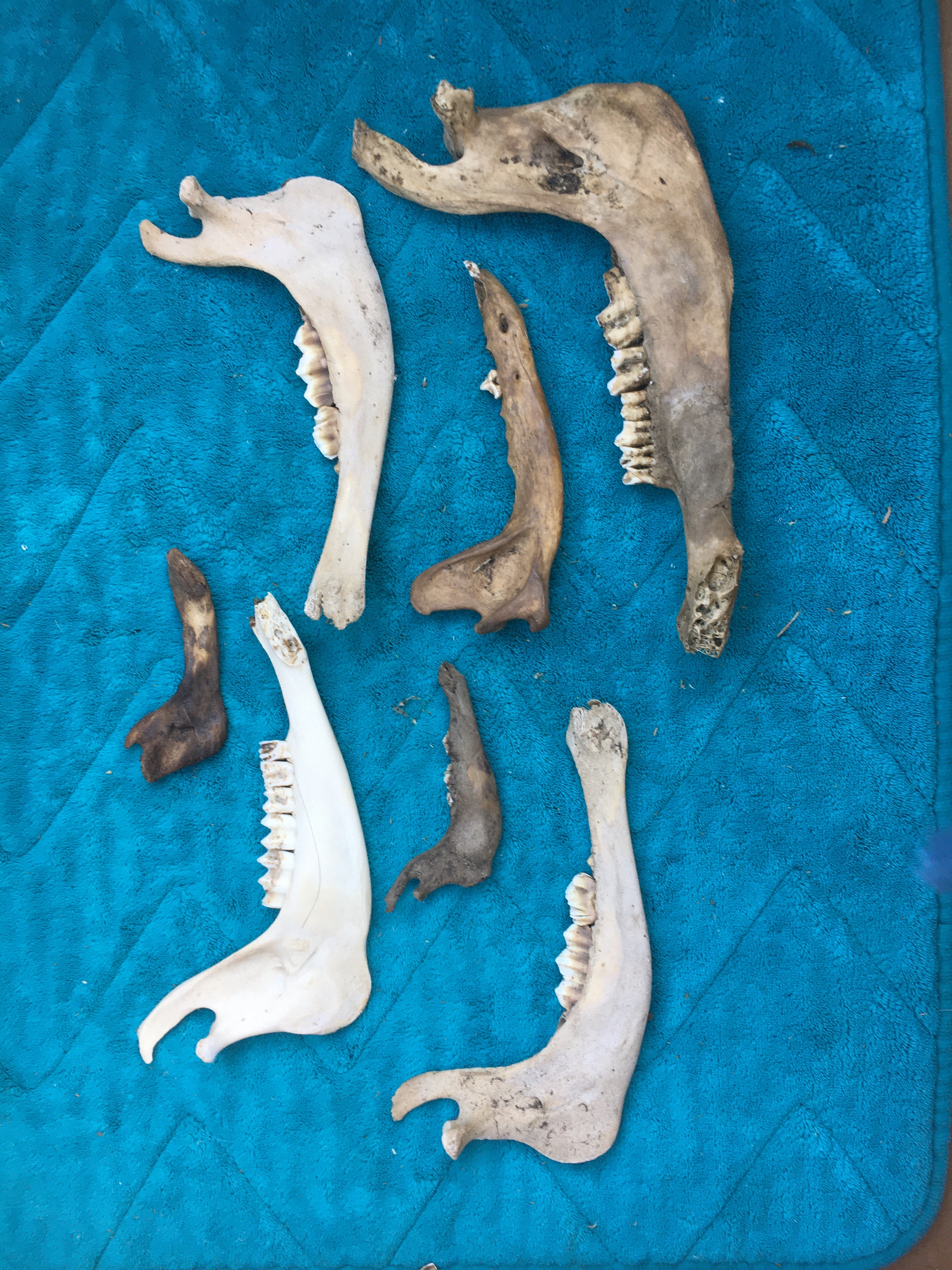 Craft Jawbone Lot