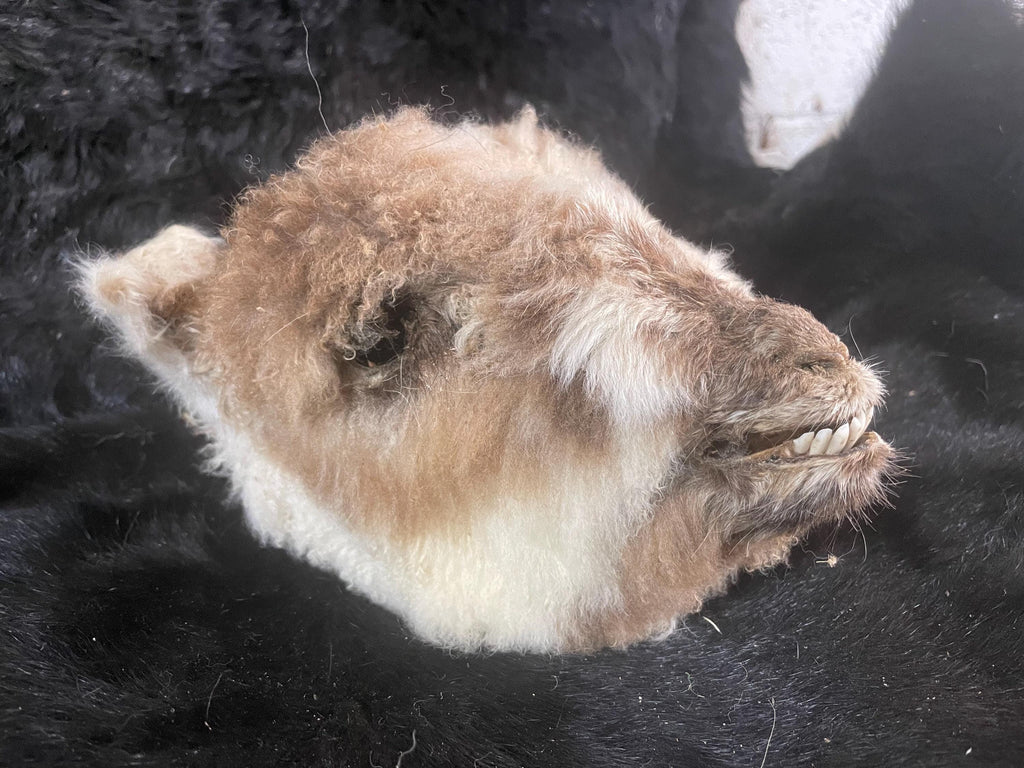 Medium Lamb Head Mummified