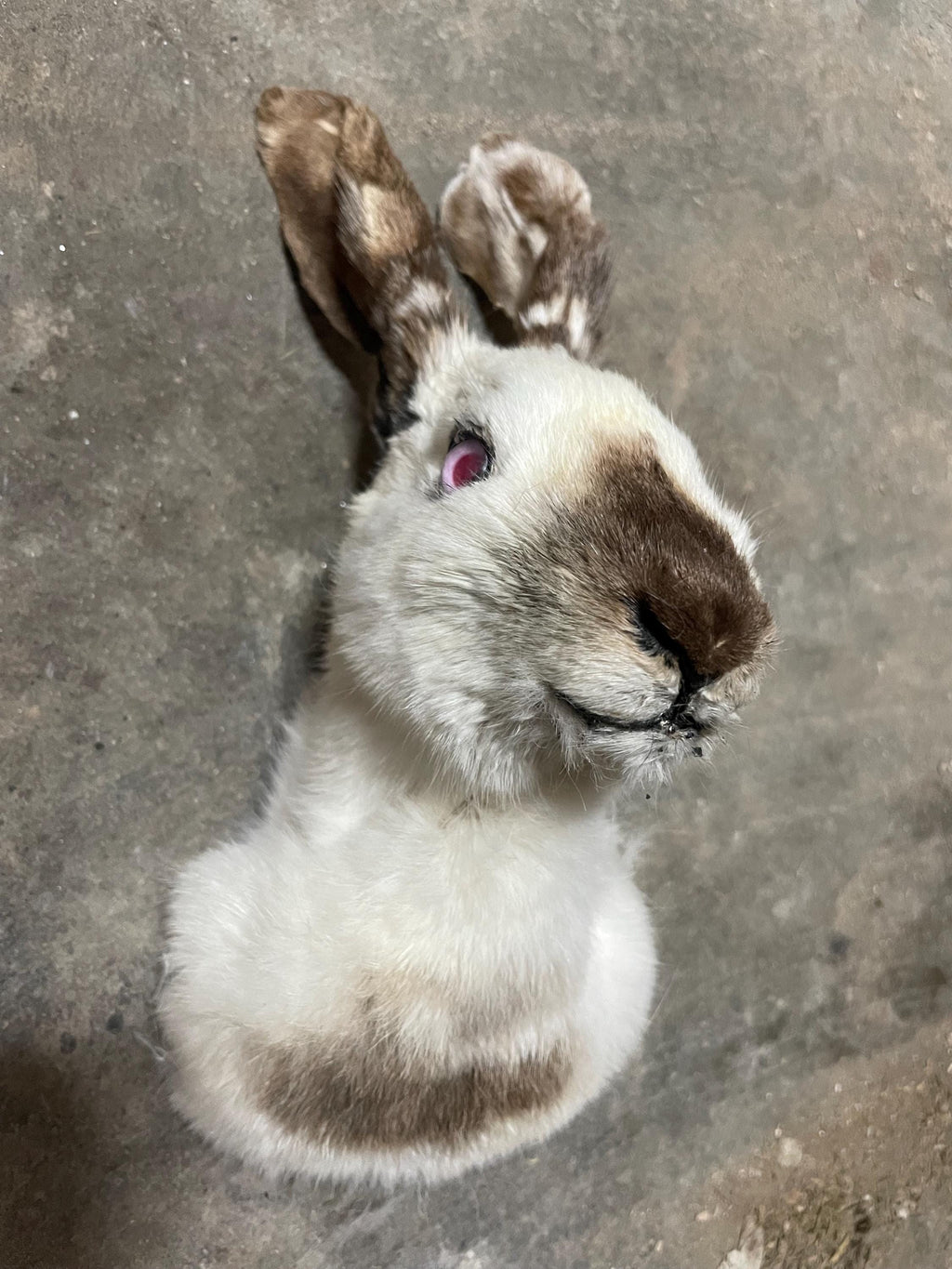 California rabbit head mount made by at risk youth