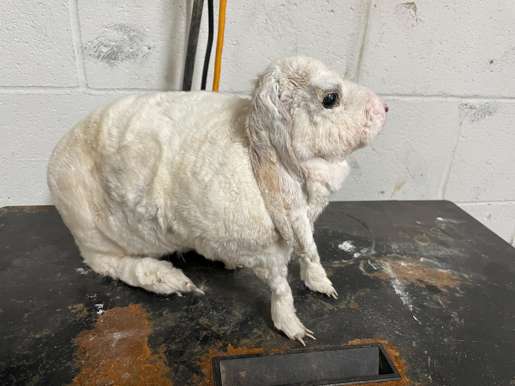 Rabbit Made by an At Risk Youth