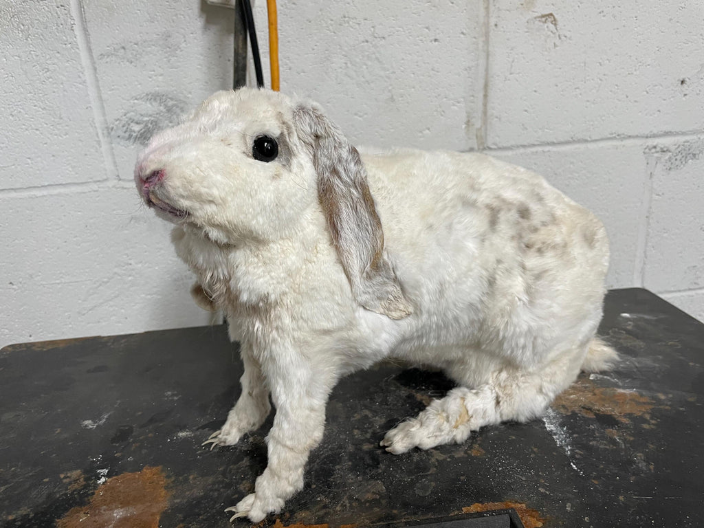 Rabbit Made by an At Risk Youth