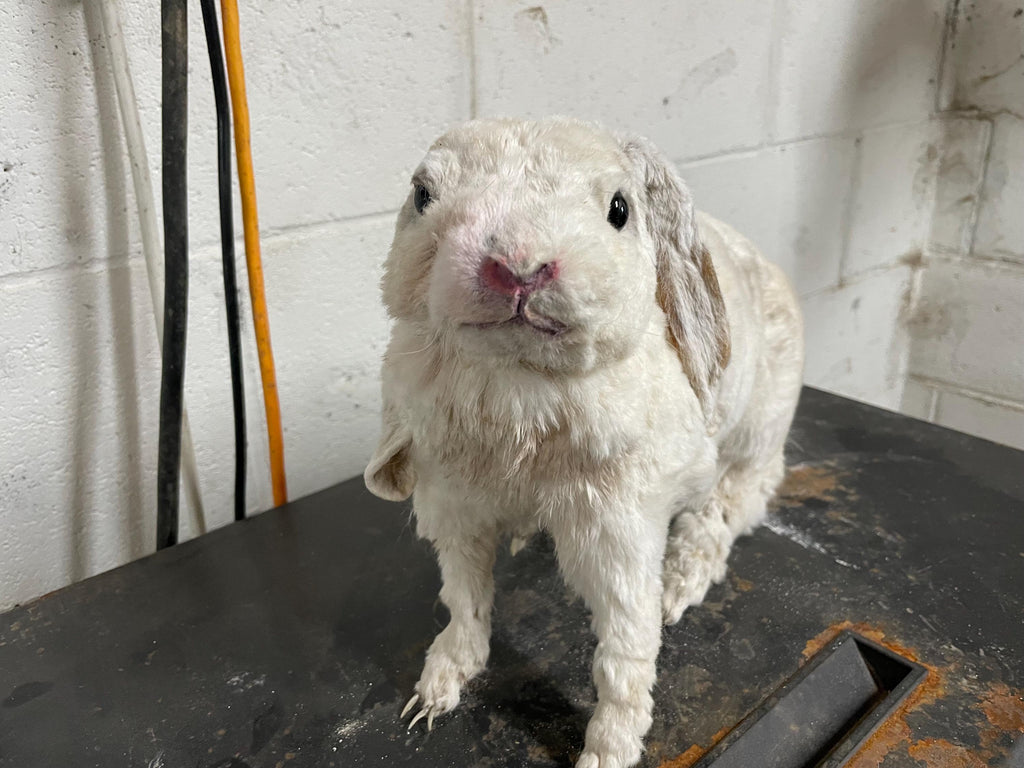 Rabbit Made by an At Risk Youth