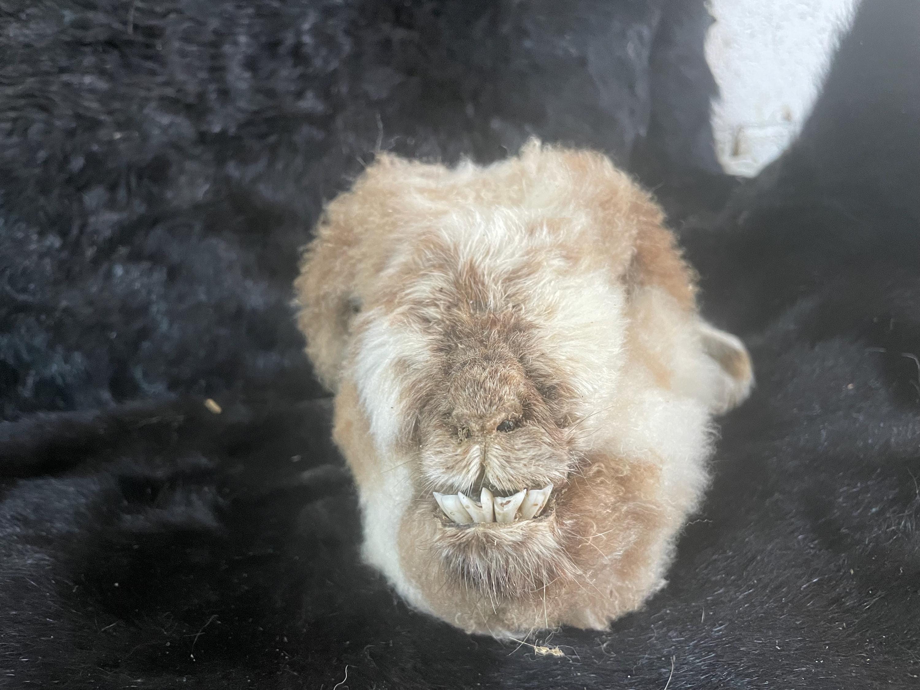 Medium Lamb Head Mummified