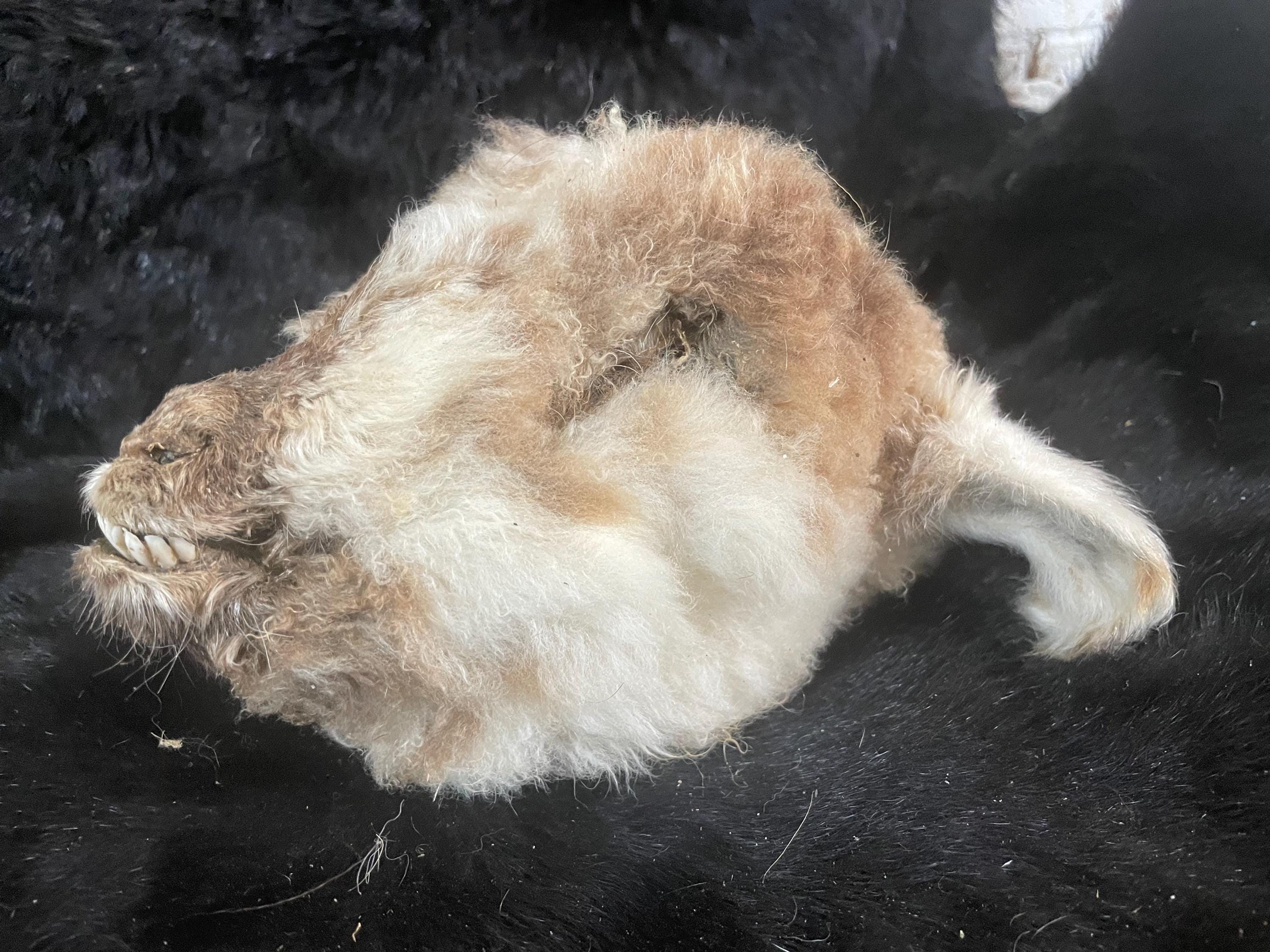 Medium Lamb Head Mummified