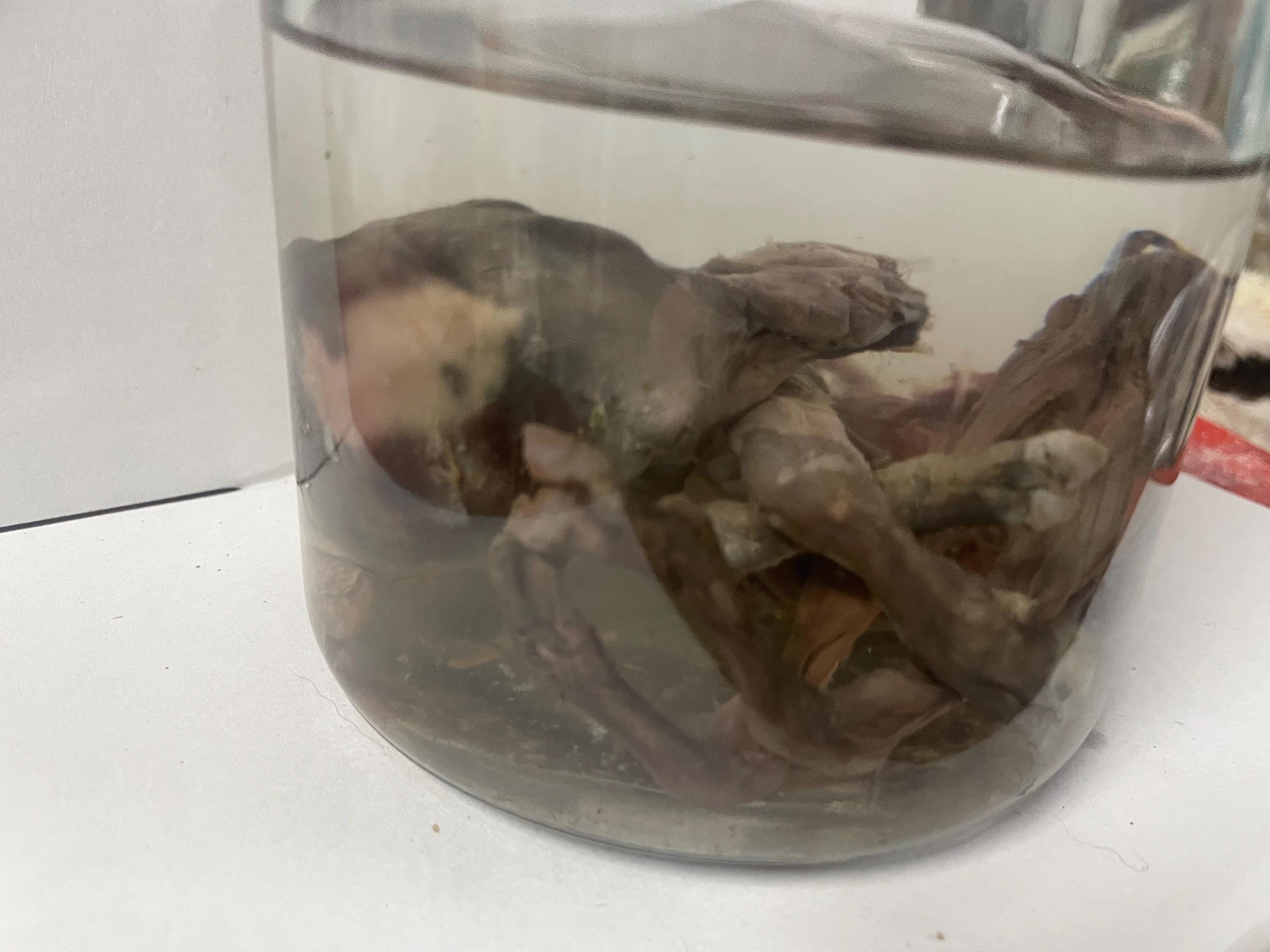 Baby Goat Deformed Fetal Premature