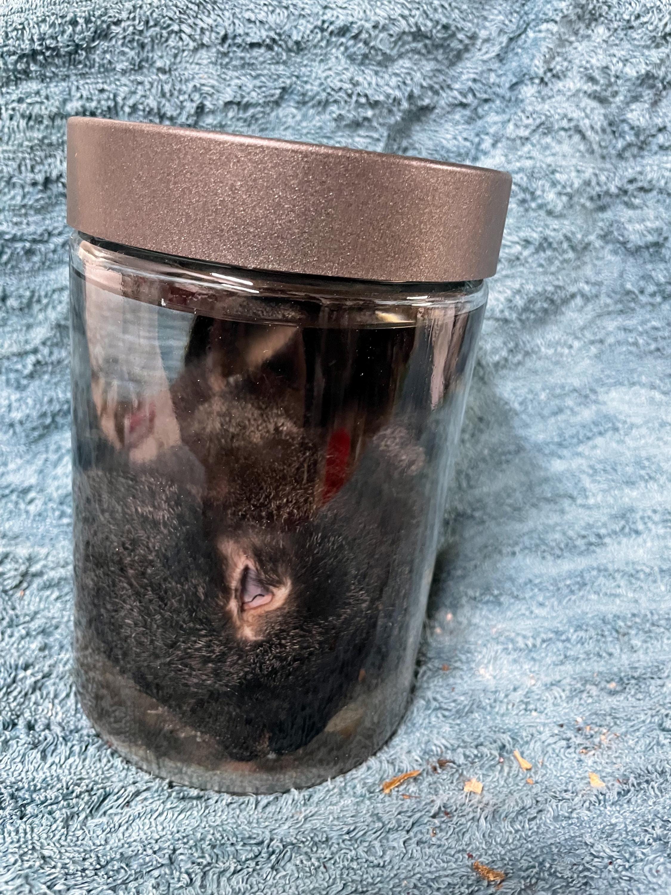 Silver Fox Rabbit Head Wet Specimen