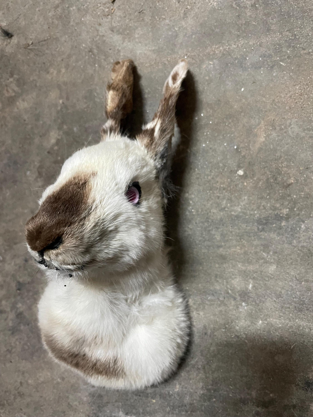 California rabbit head mount made by at risk youth