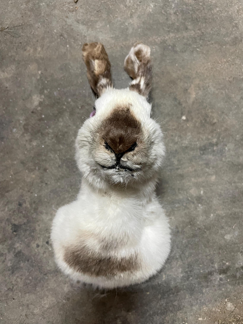 California rabbit head mount made by at risk youth