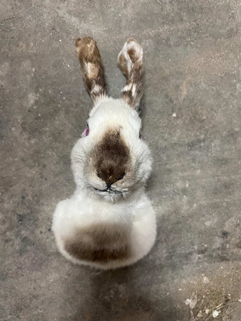 California rabbit head mount made by at risk youth