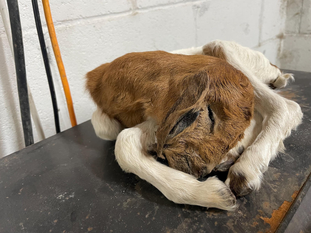 Mummified Goat Baby