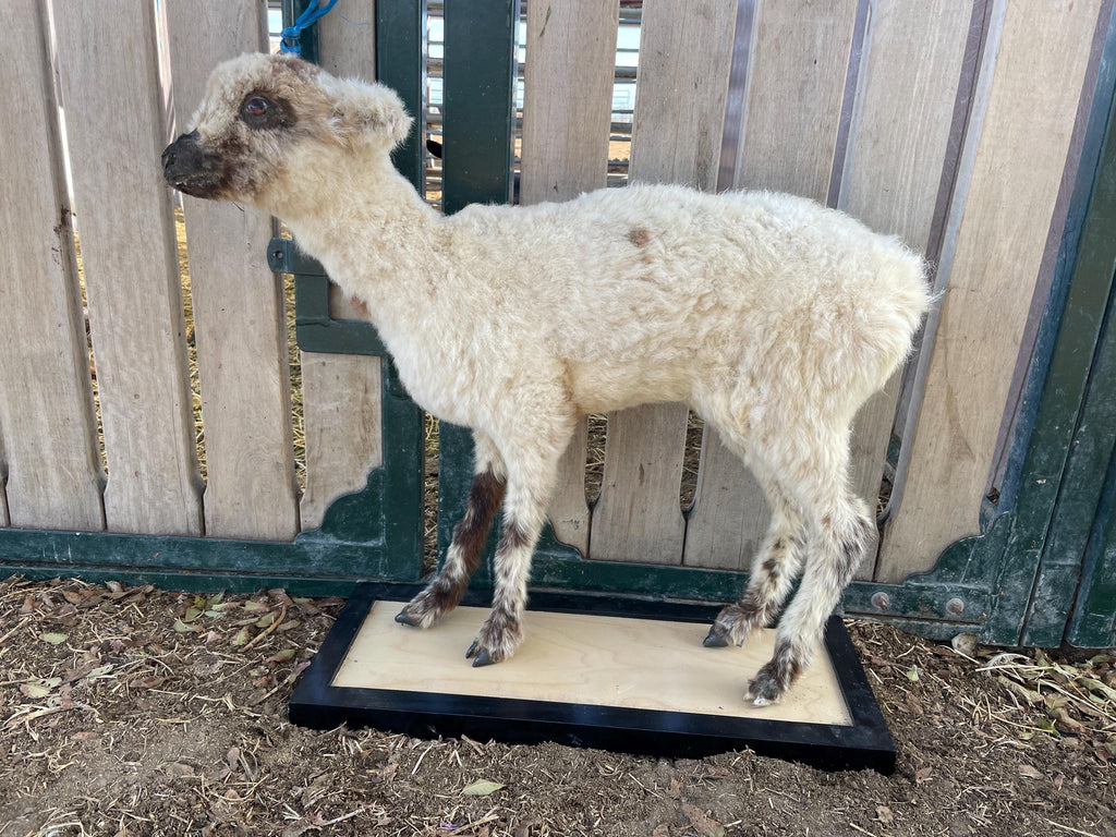 XL Taxidermy Lamb