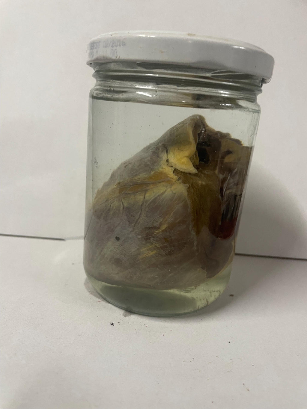 Coug ar Heart Wet Specemin