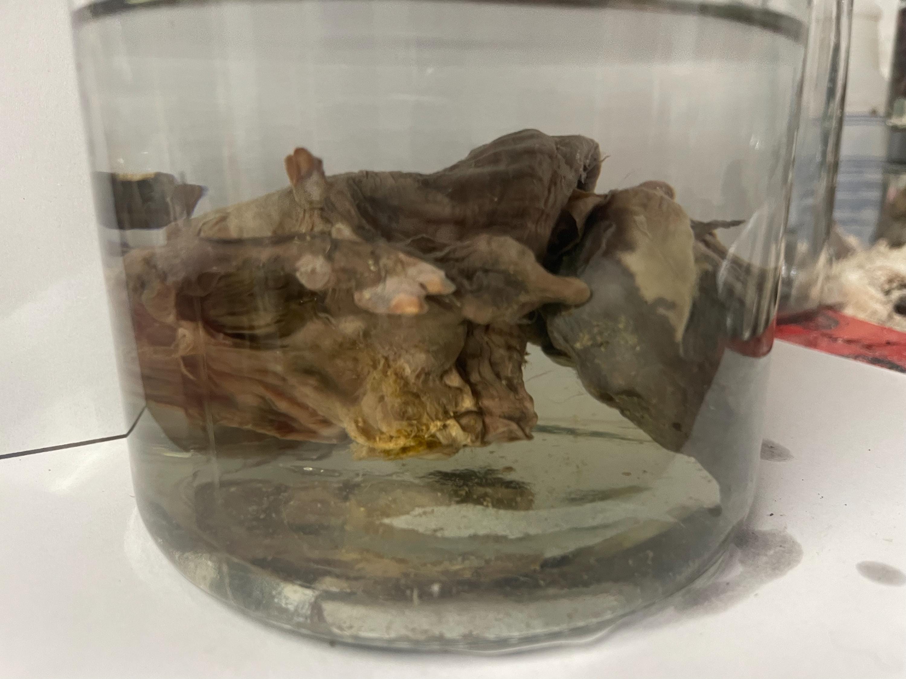 Baby Goat Deformed Fetal Premature