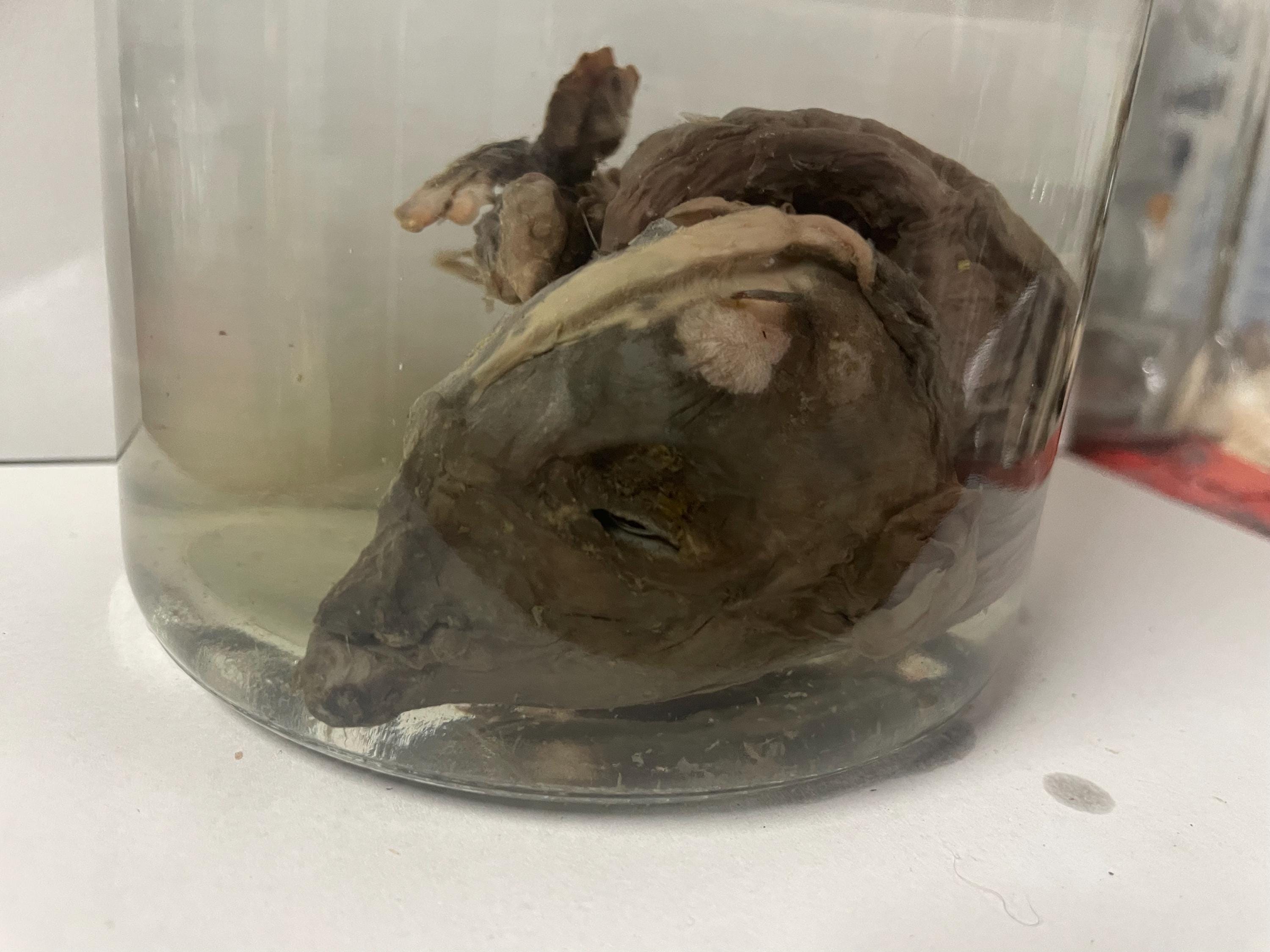 Baby Goat Deformed Fetal Premature