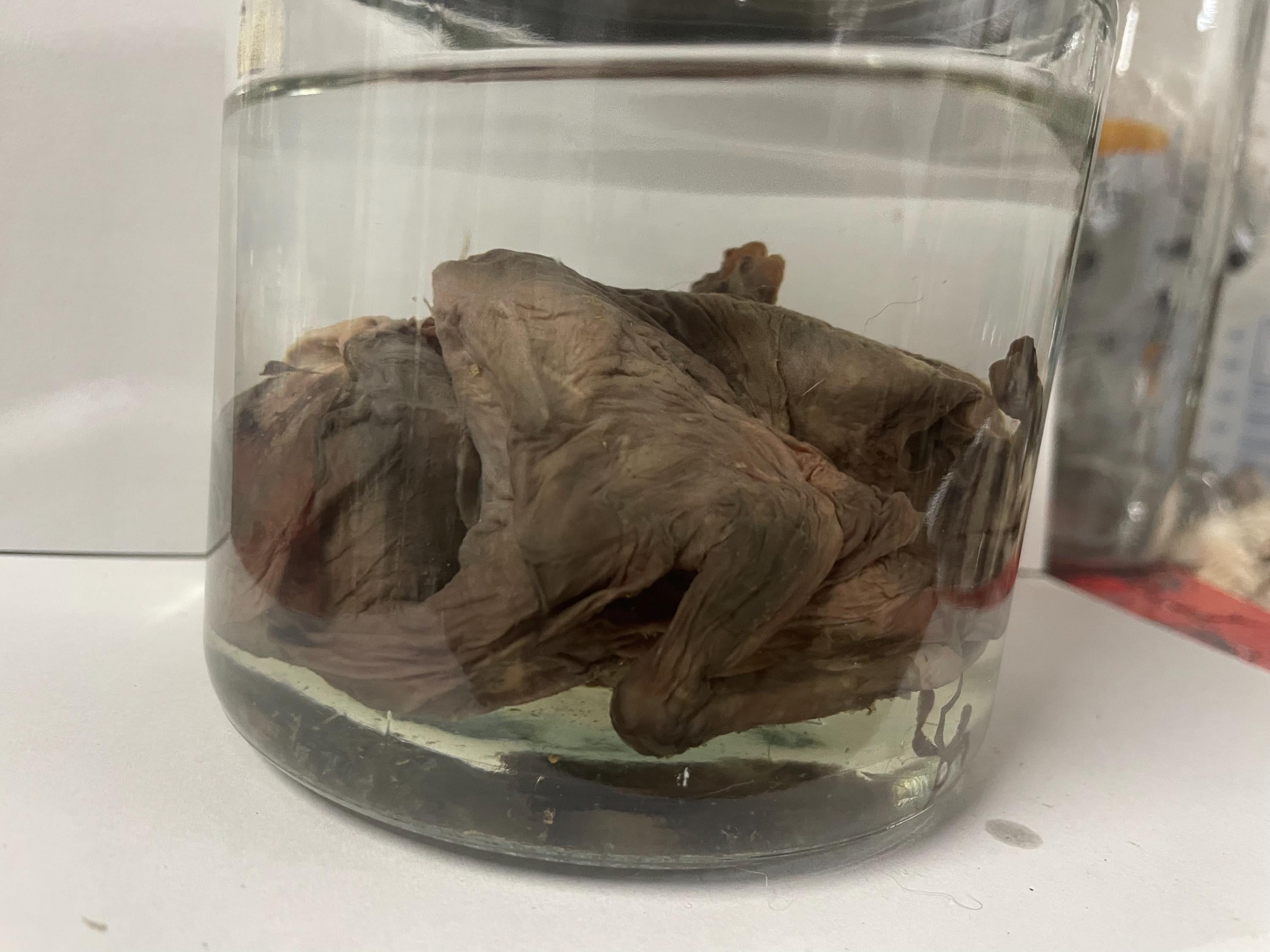 Baby Goat Deformed Fetal Premature