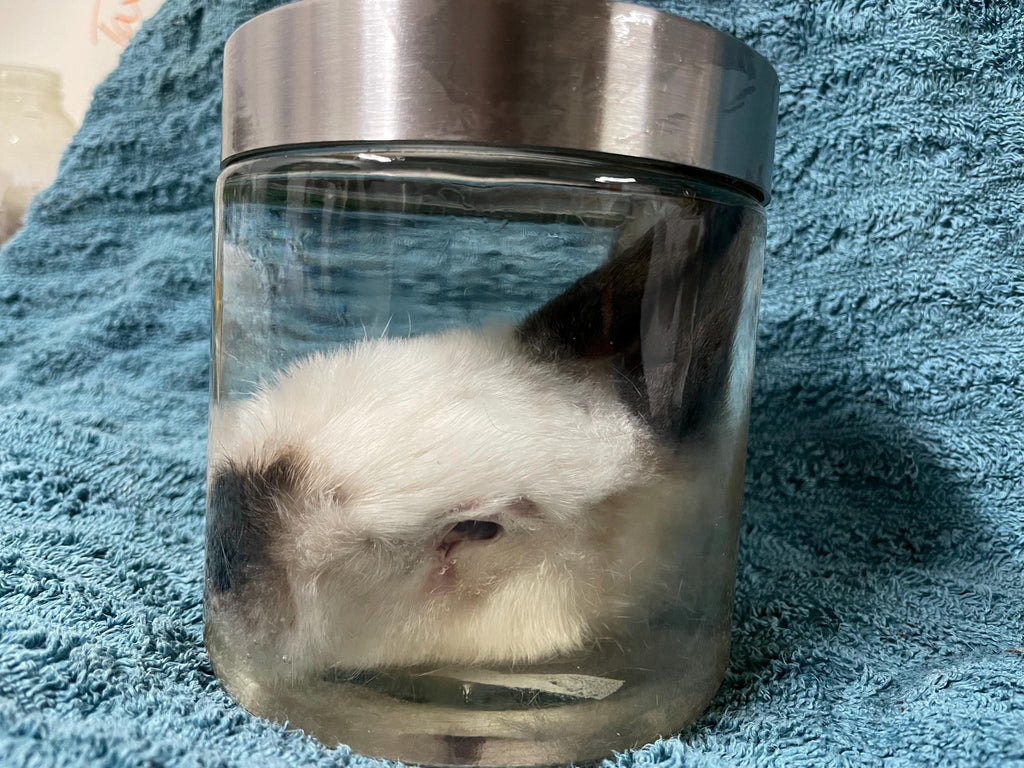 Large California Rabbit Head Wet Specimen