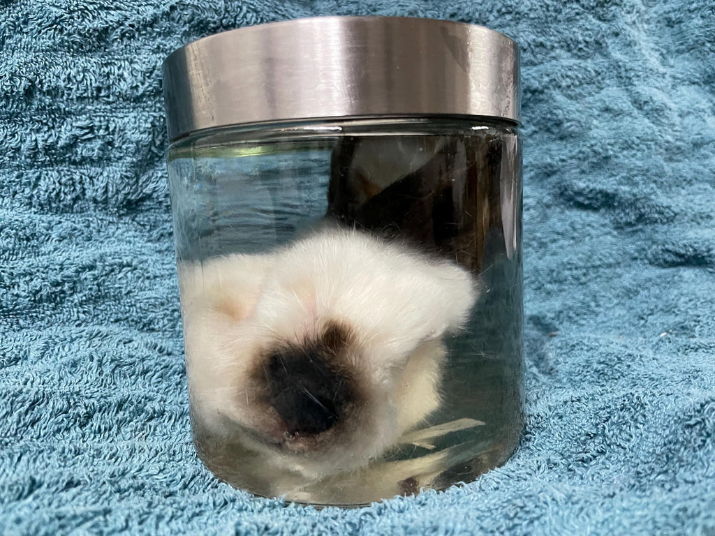 Large California Rabbit Head Wet Specimen