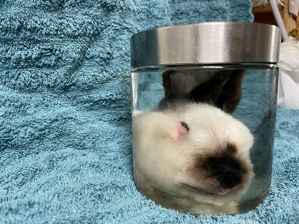 Large California Rabbit Head Wet Specimen