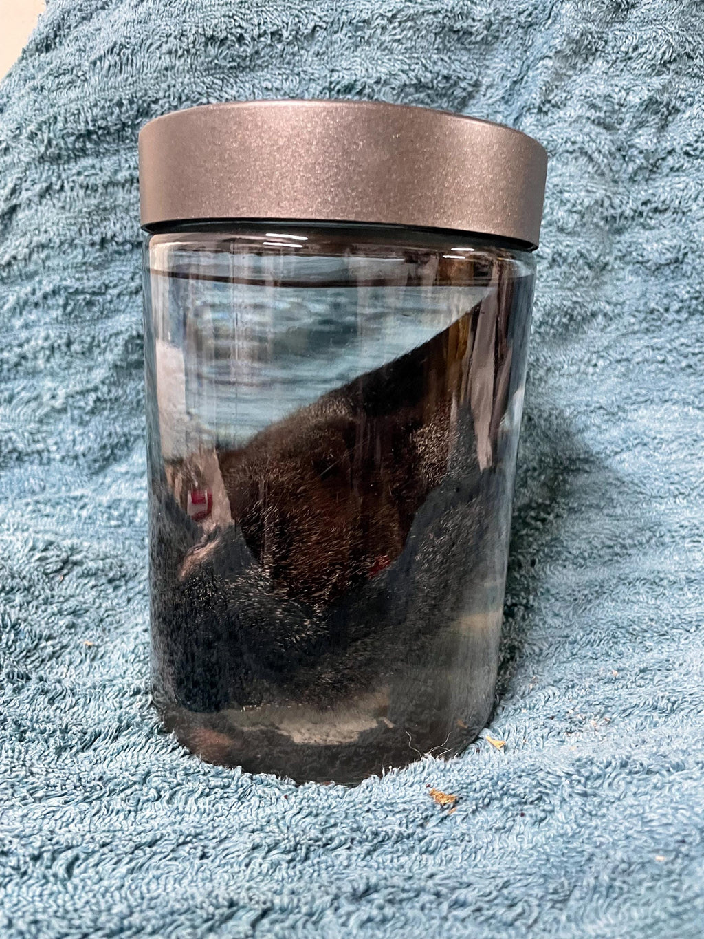 Silver Fox Rabbit Head Wet Specimen