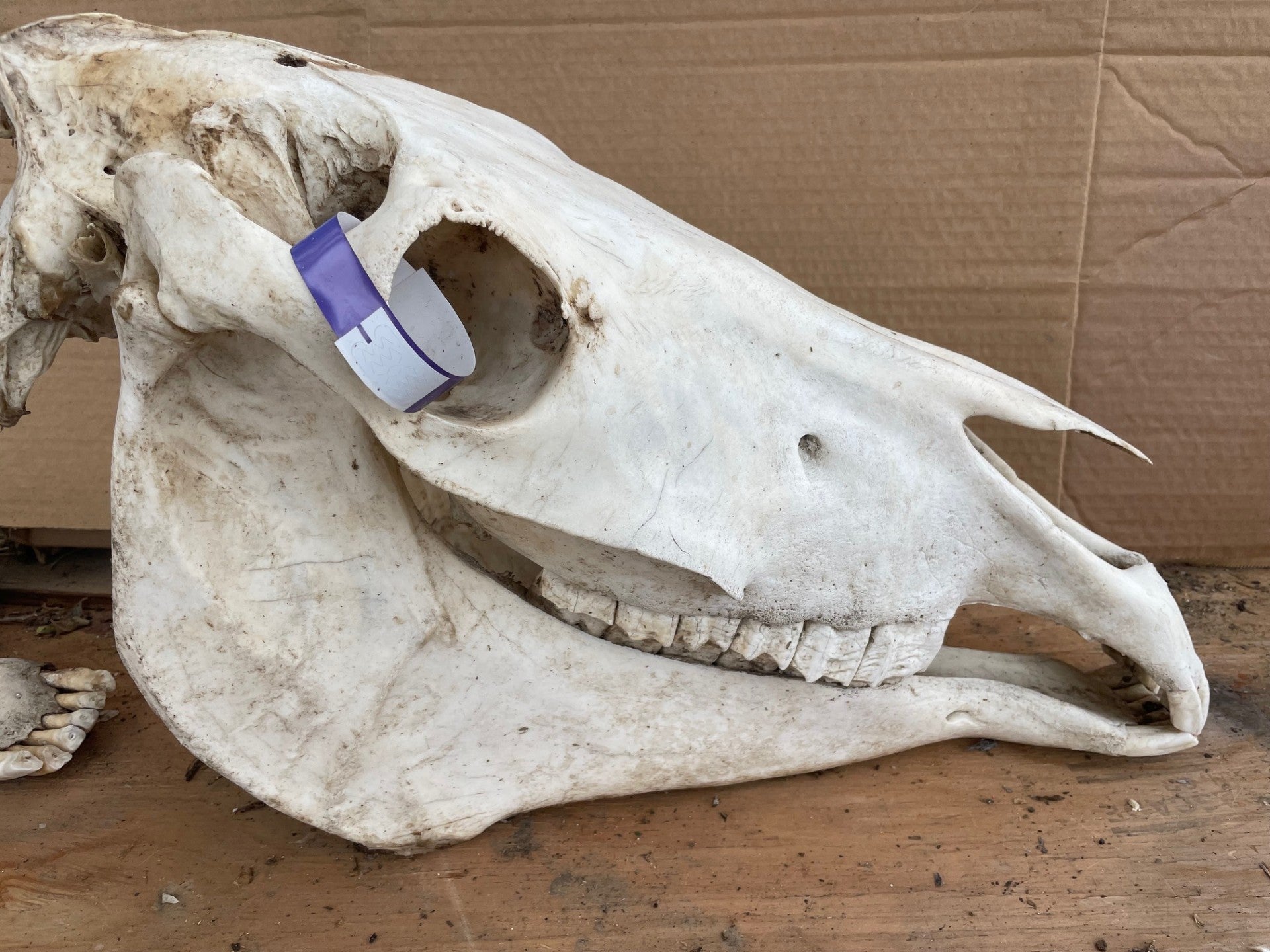 Horse SKull #12