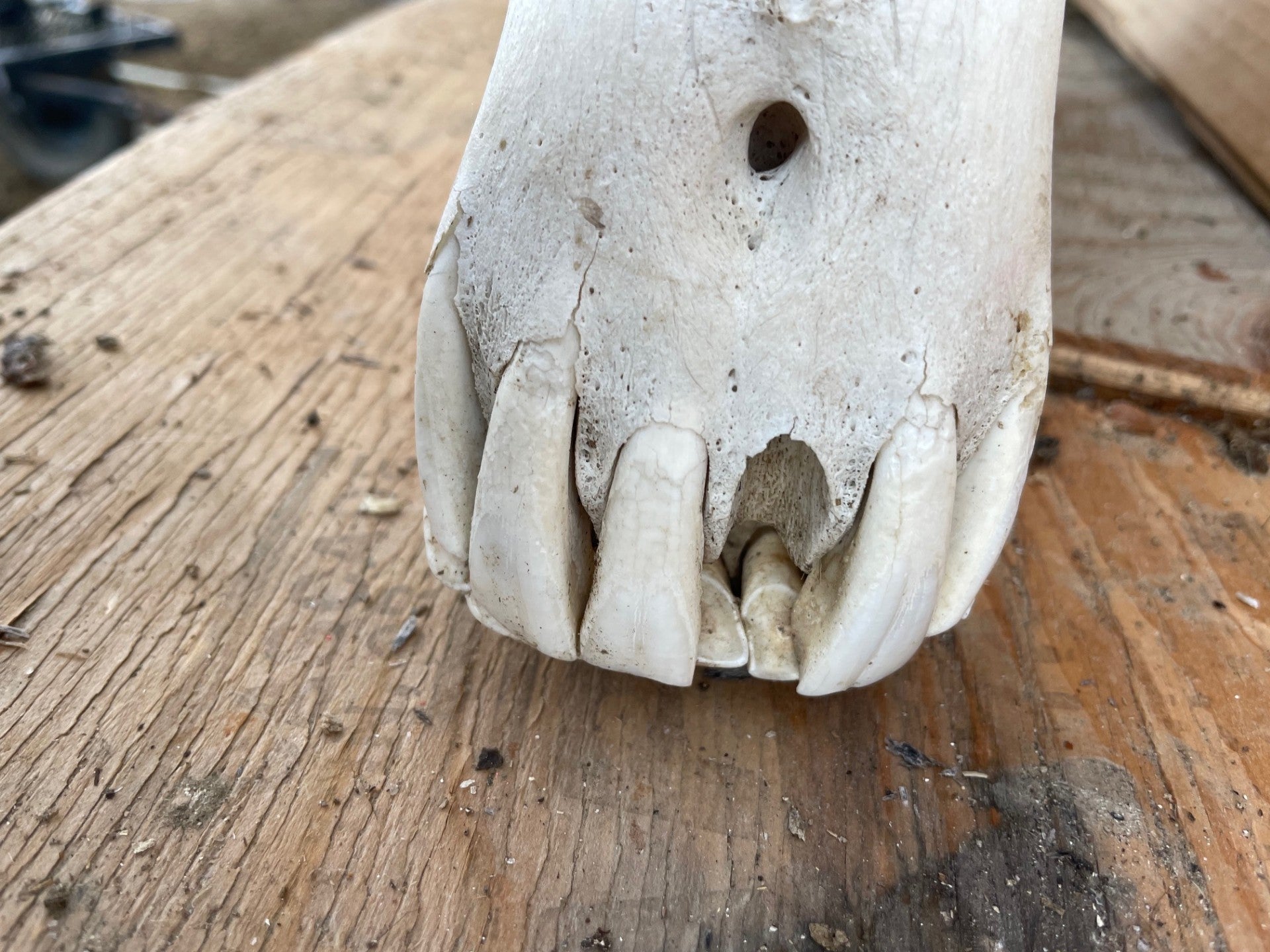 Horse SKull #12