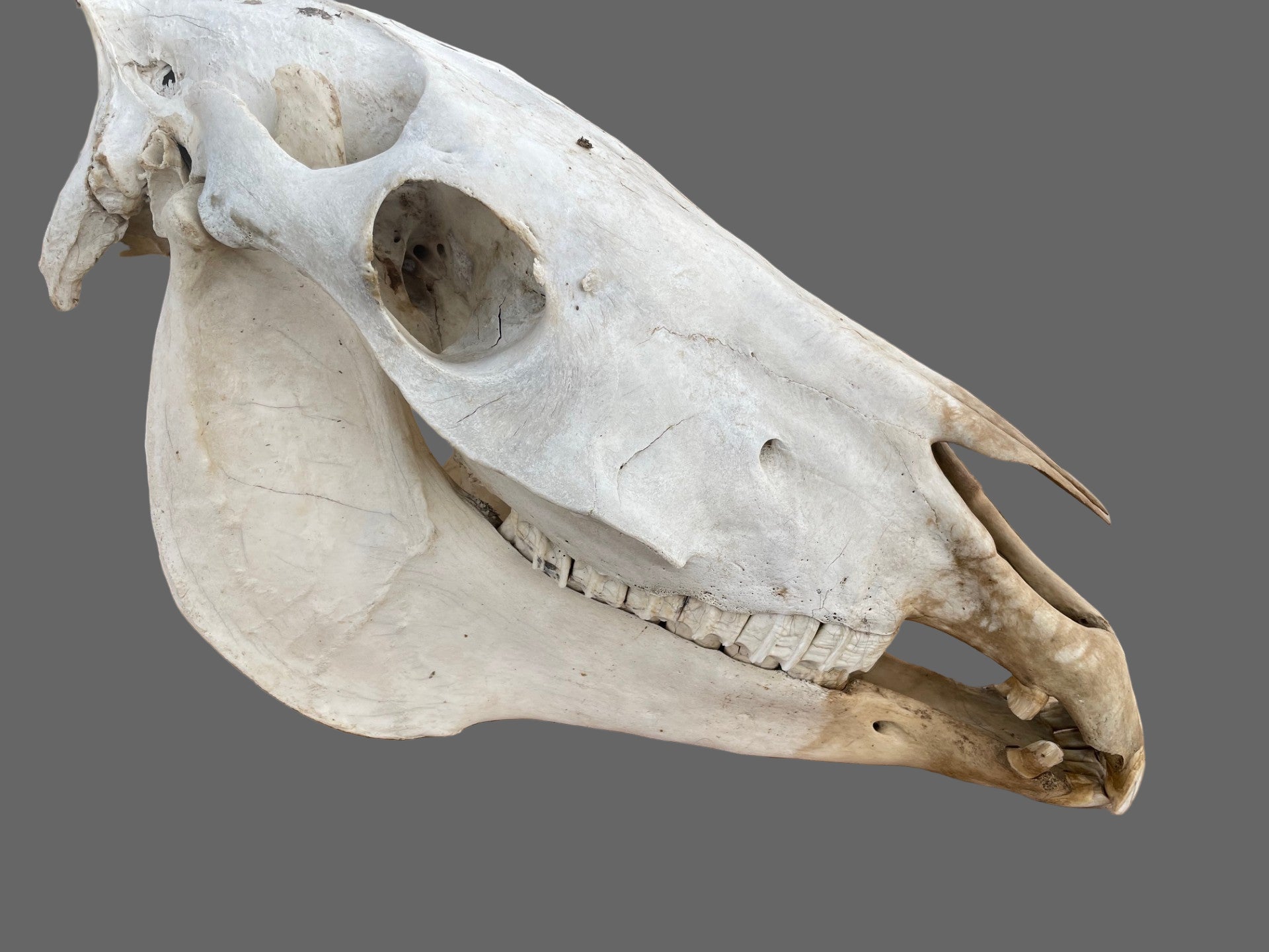 Horse SKull #9