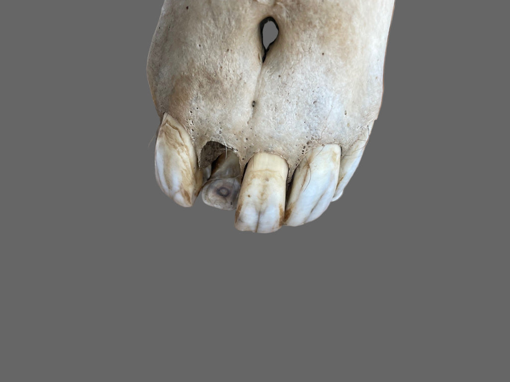 Horse SKull #9