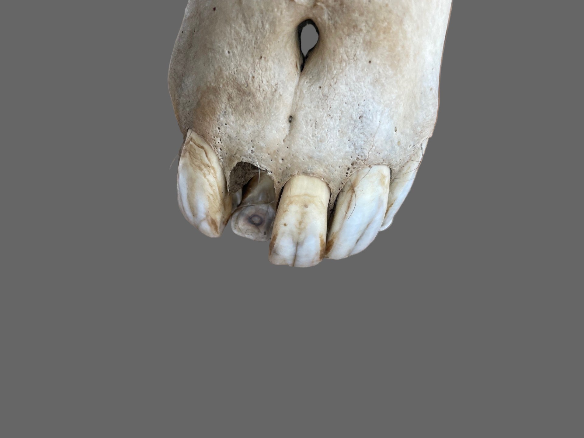 Horse SKull #9
