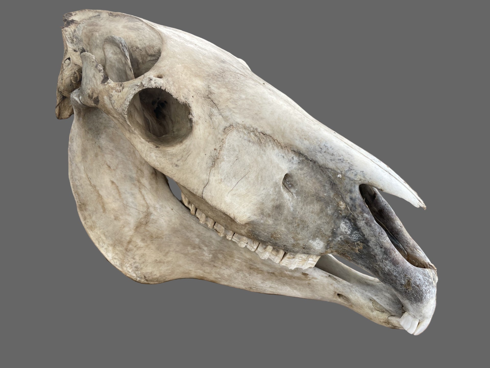 Donkey Skull