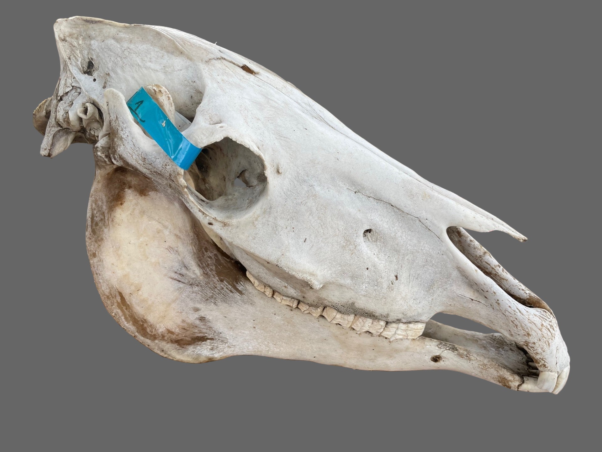 Horse Skull #7