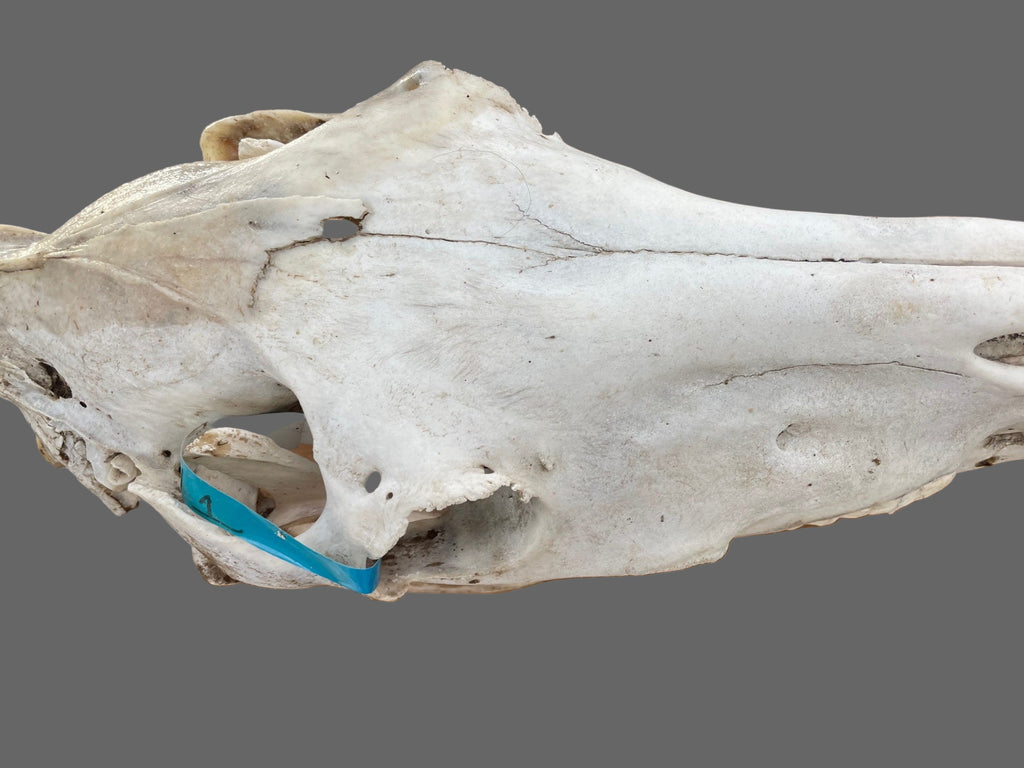 Horse Skull #7