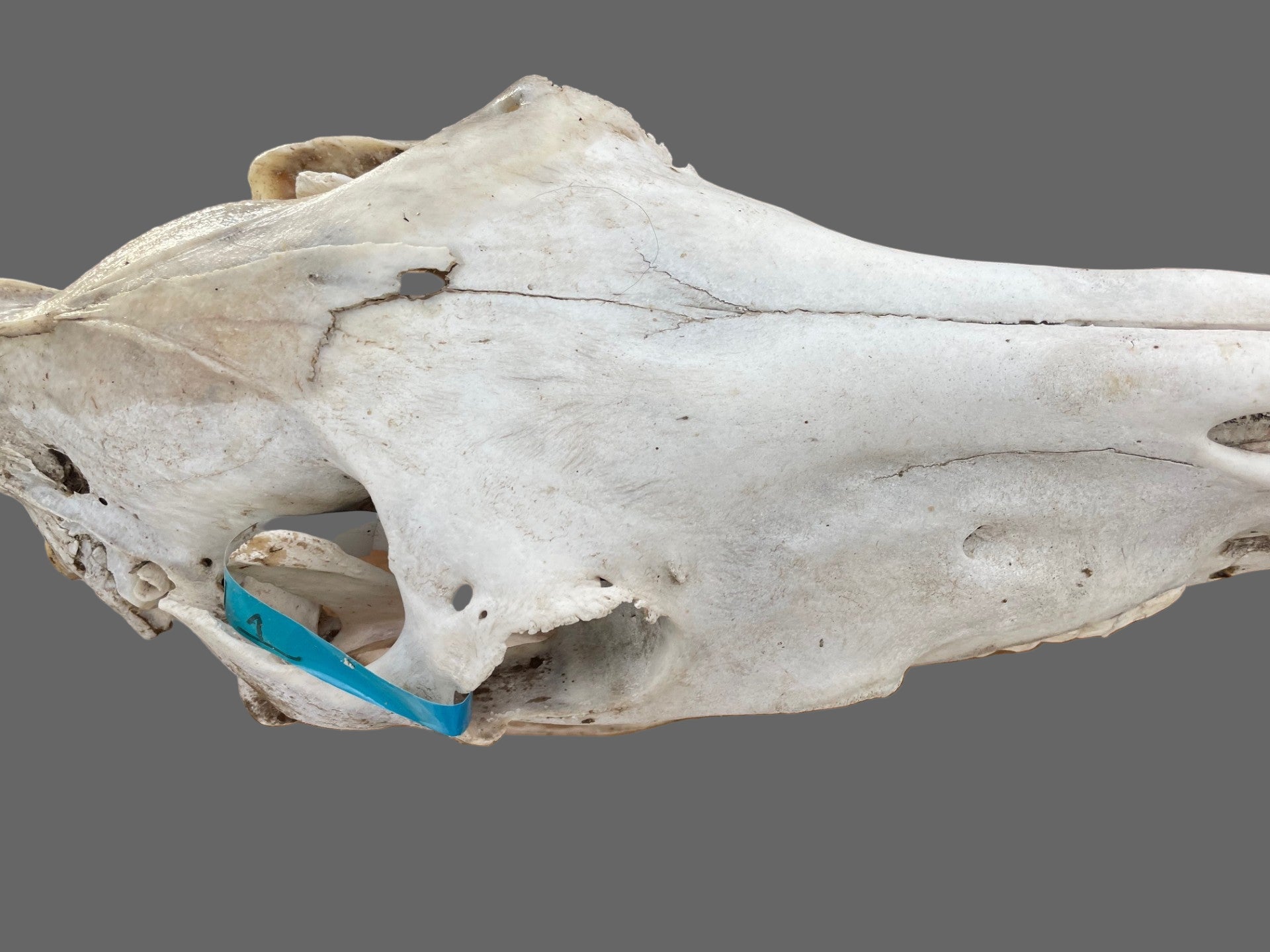 Horse Skull #7