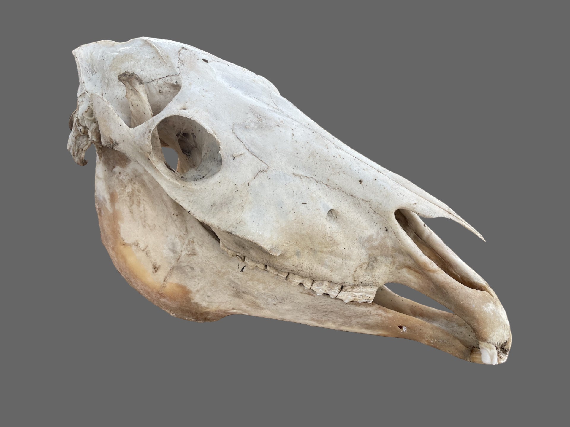 Horse Skull #5 Missing Some Teeth