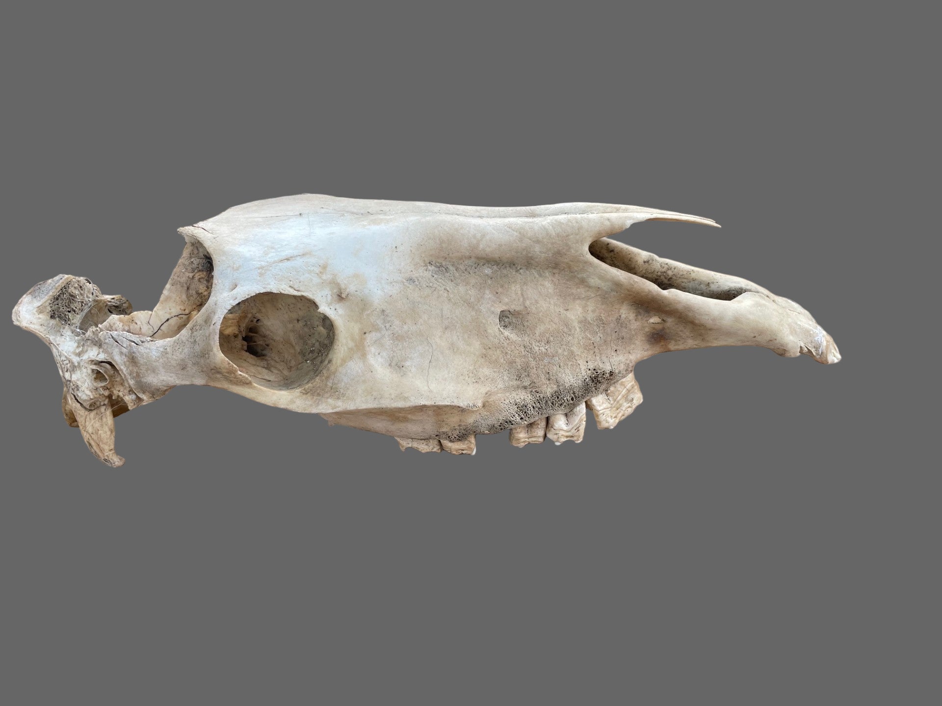 Craft Grade Horse Skull Kicked in Head