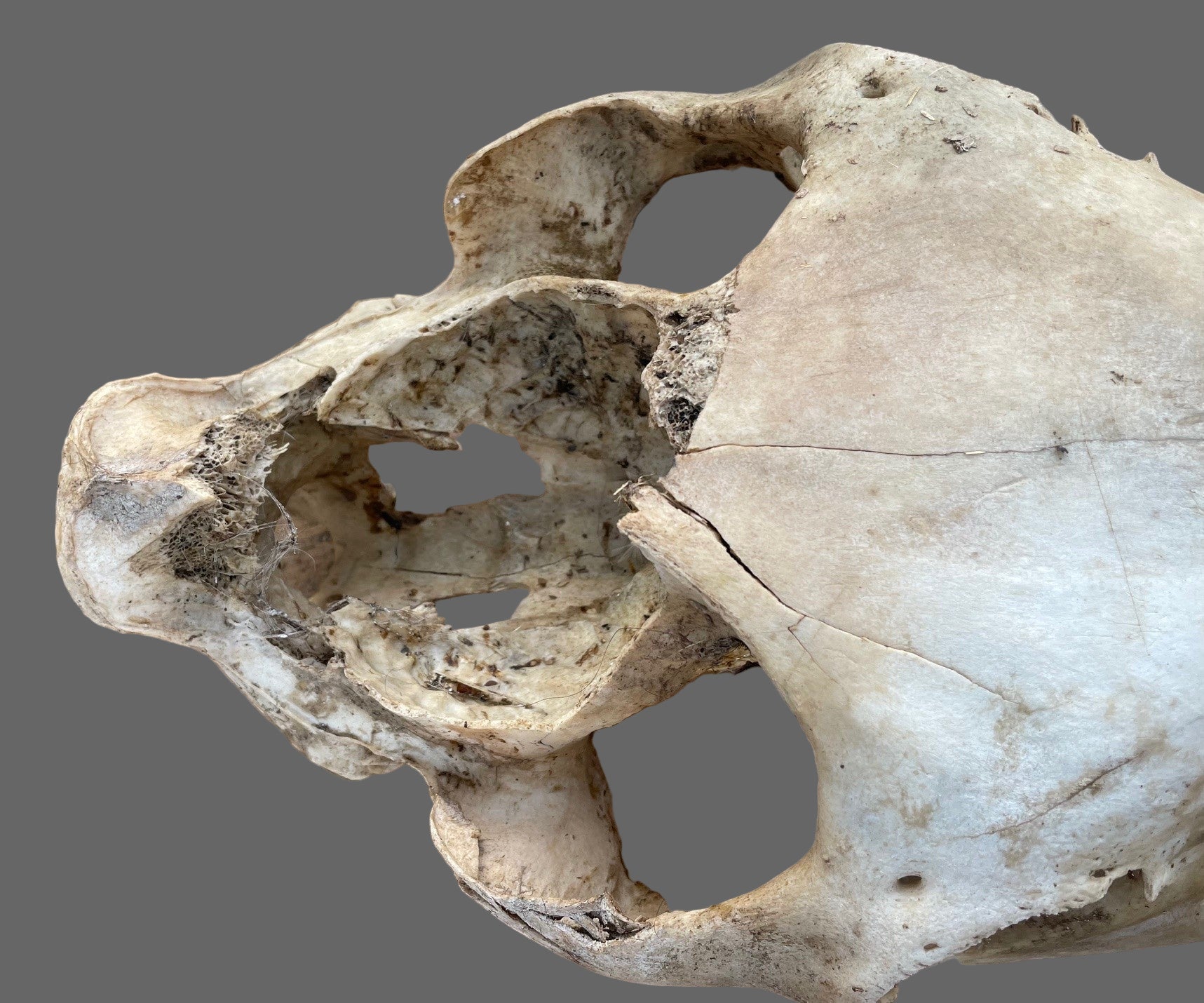 Craft Grade Horse Skull Kicked in Head